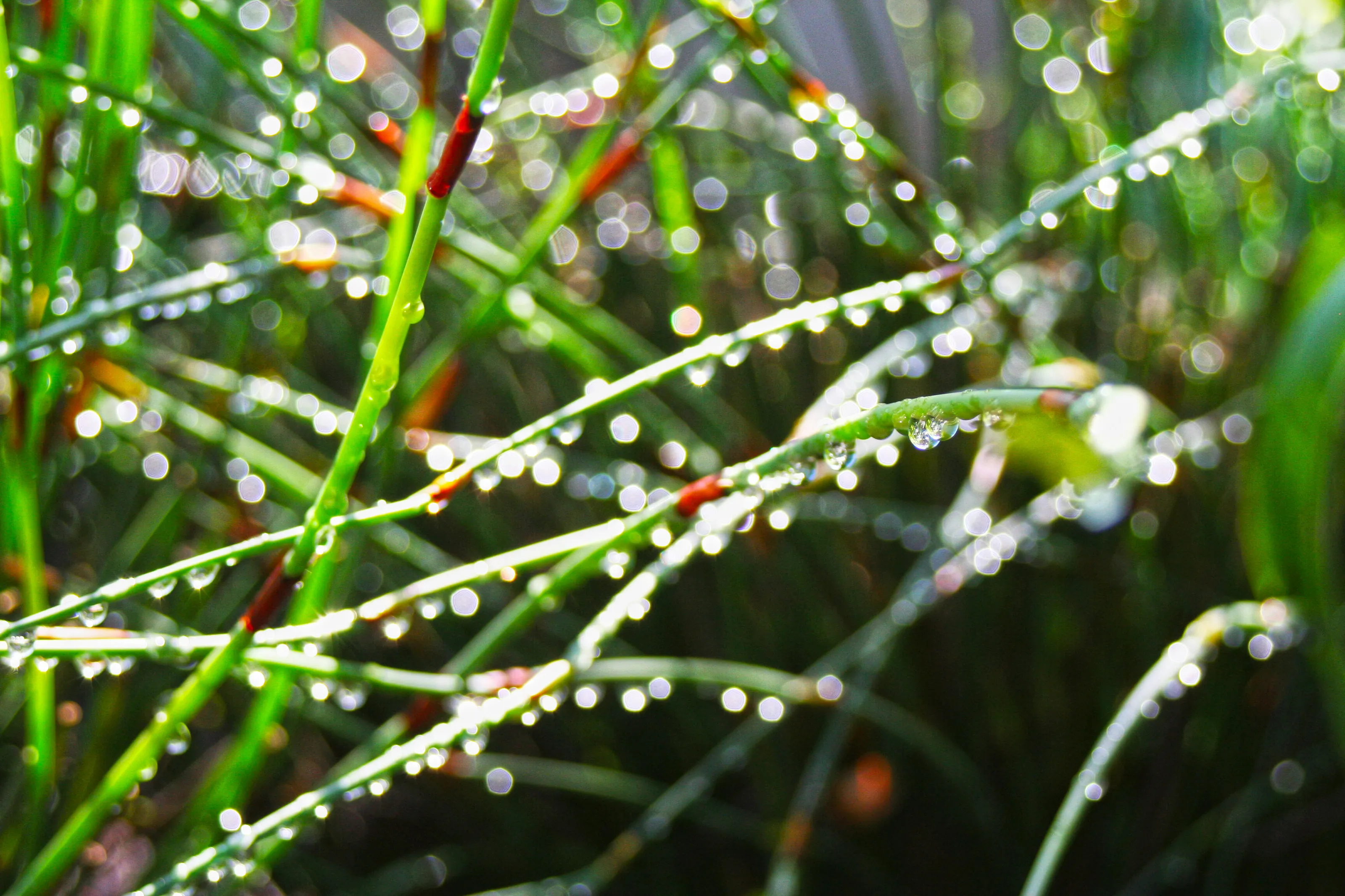 Dew Drops on Grass
