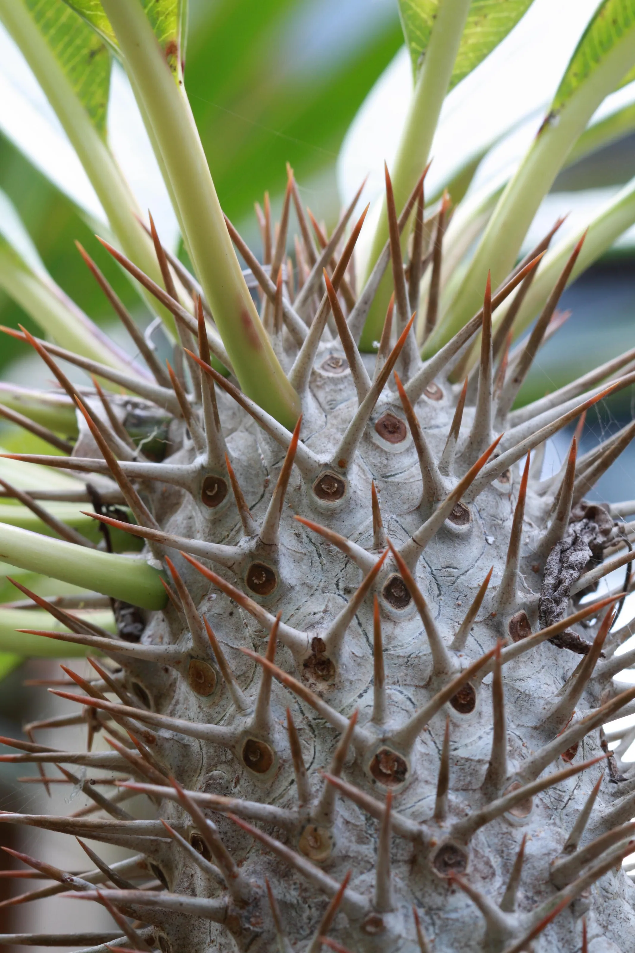 Thorny maze