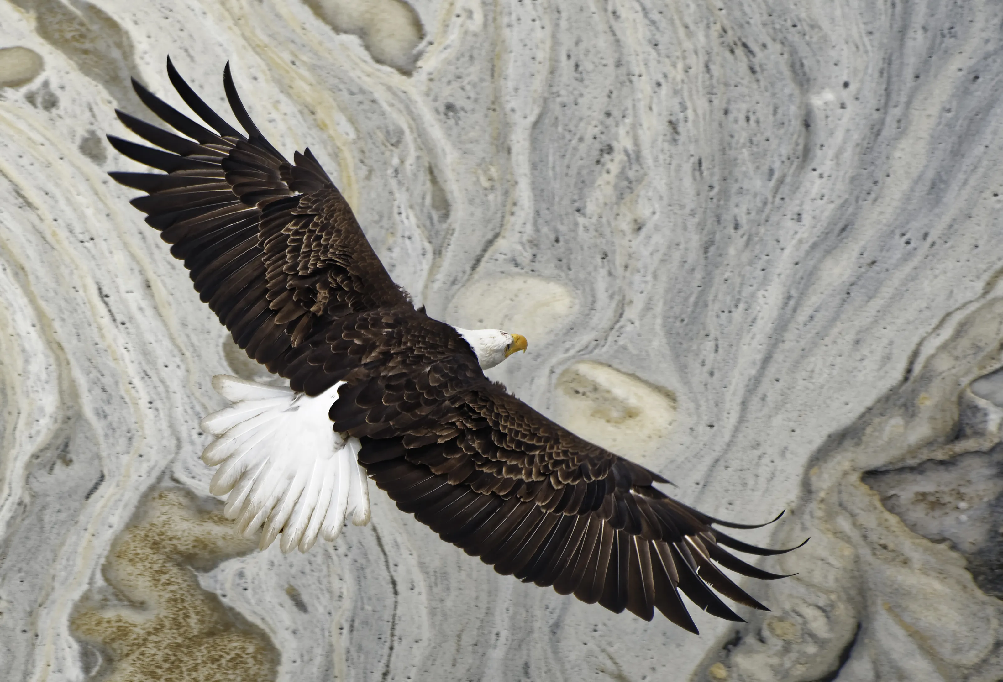 Bald Eagle