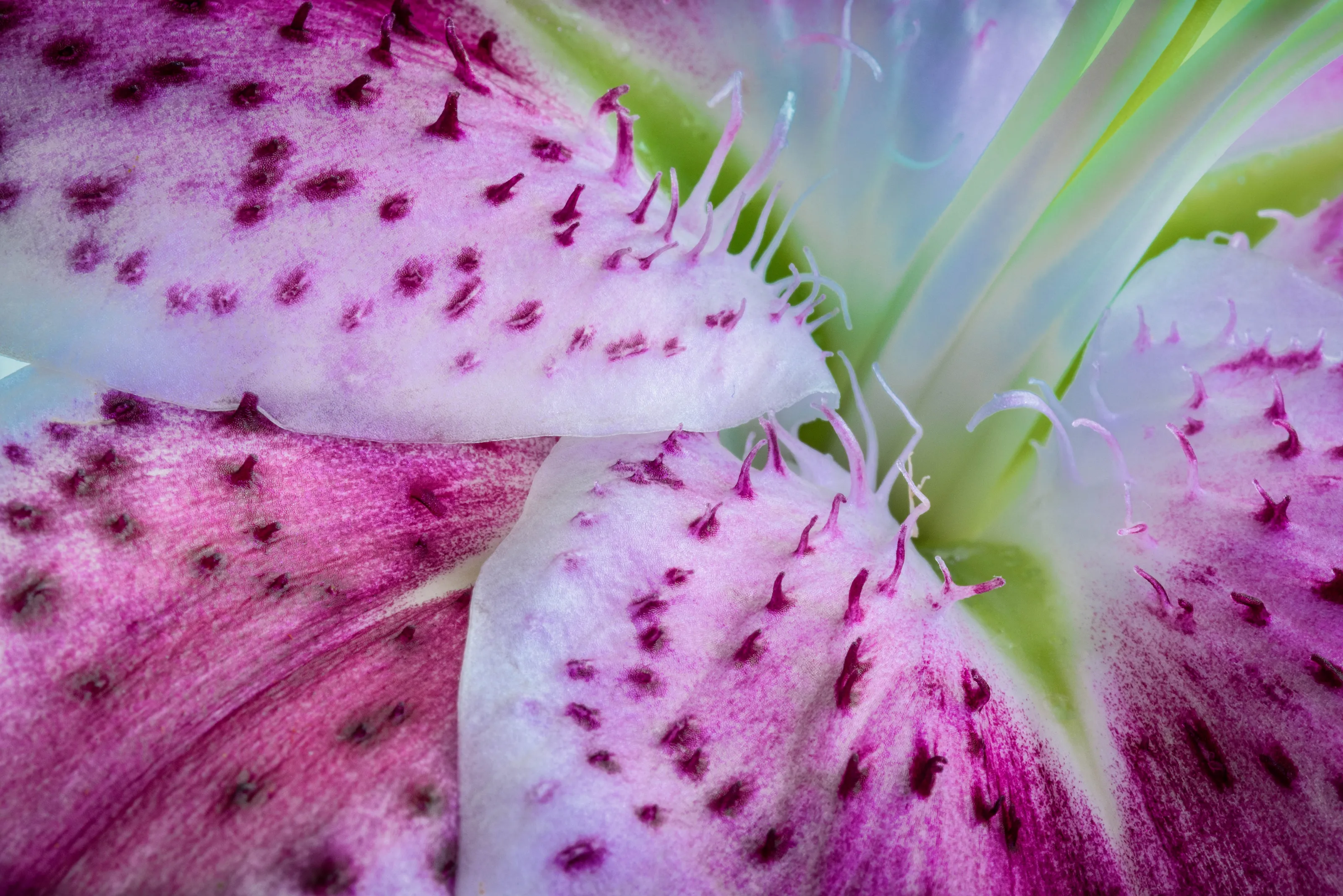 Inside a Day Lily