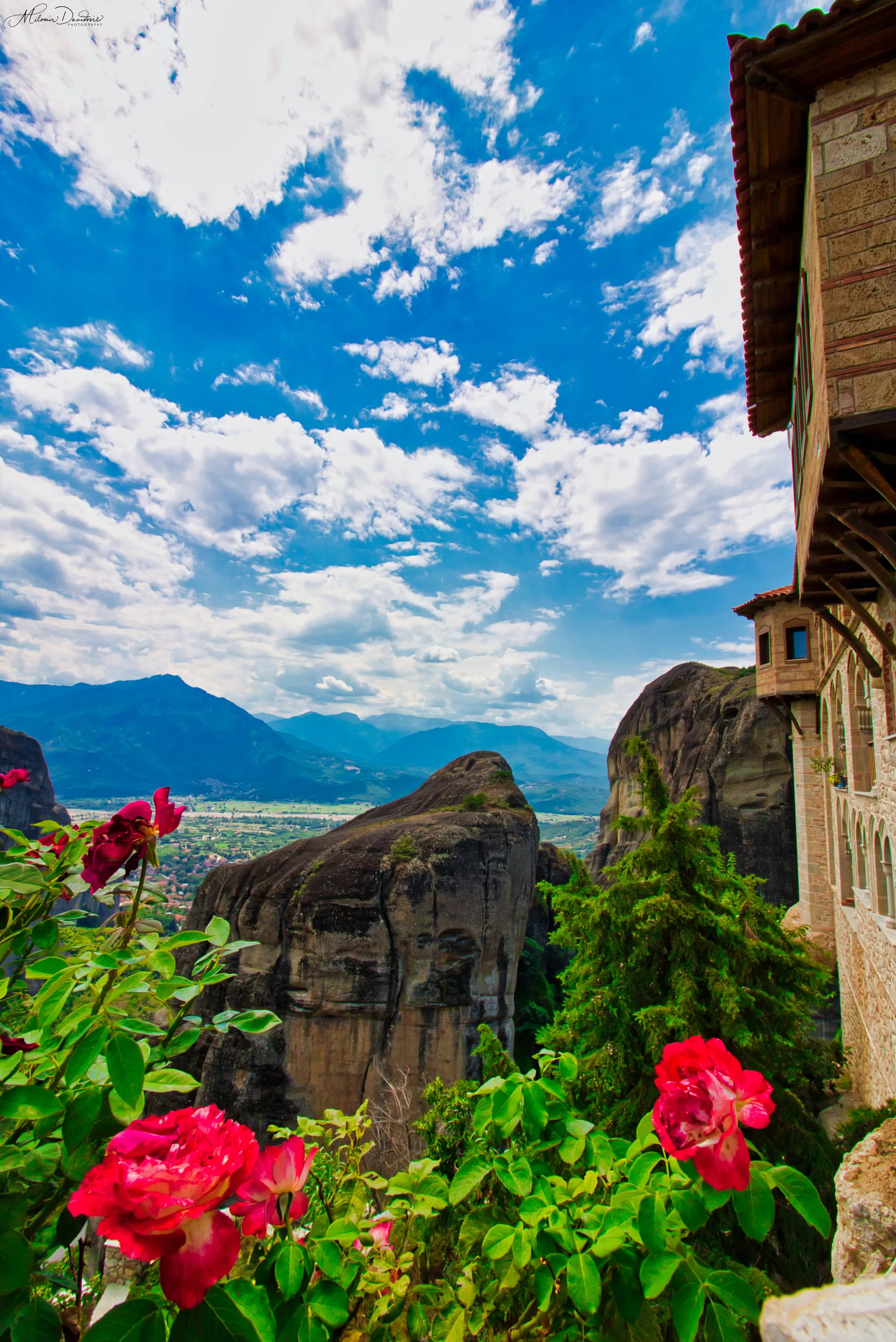 Roses and landscape