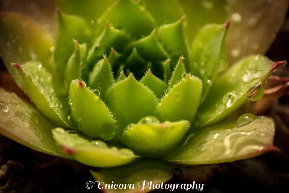 Succulent love!