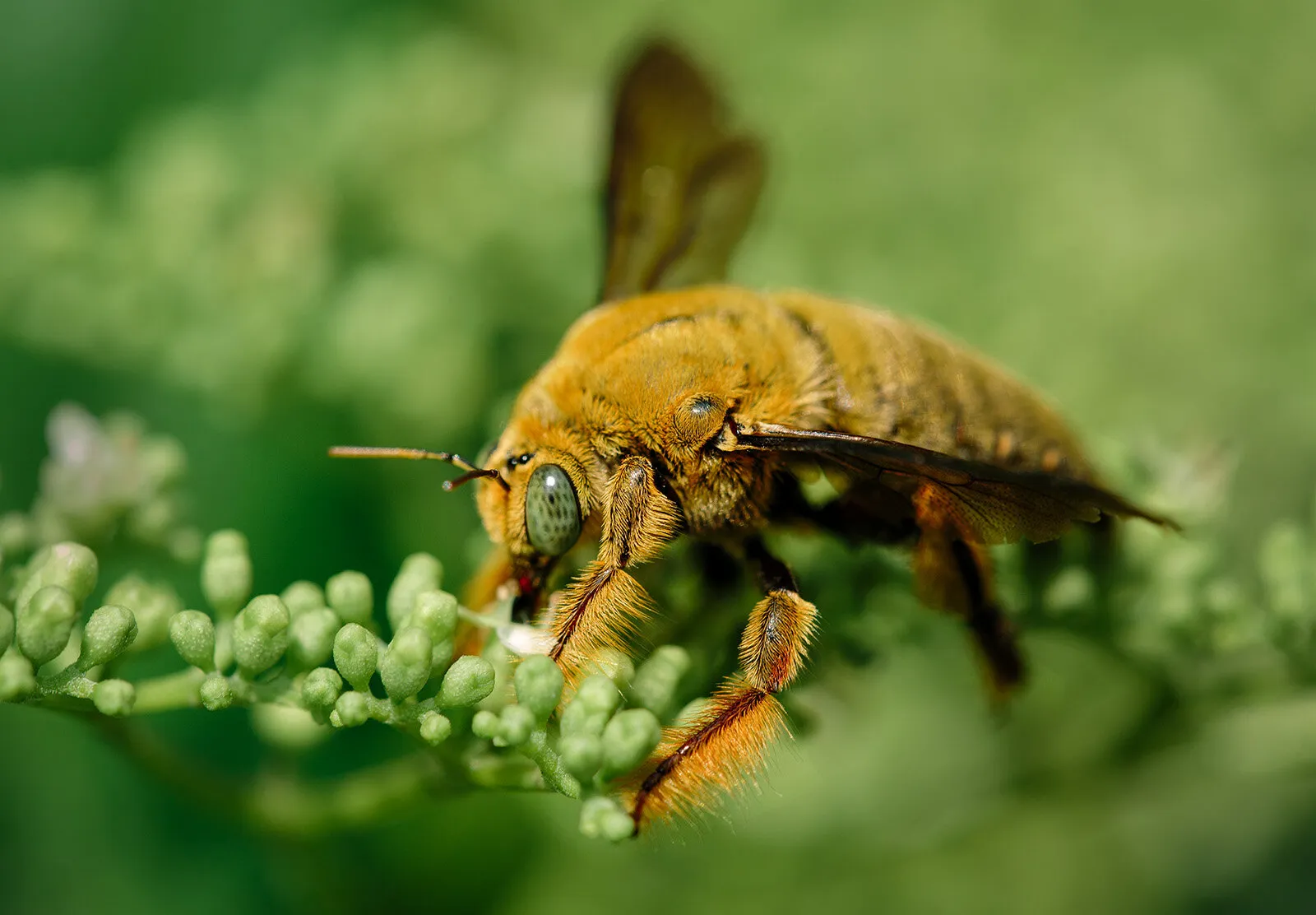 Bee