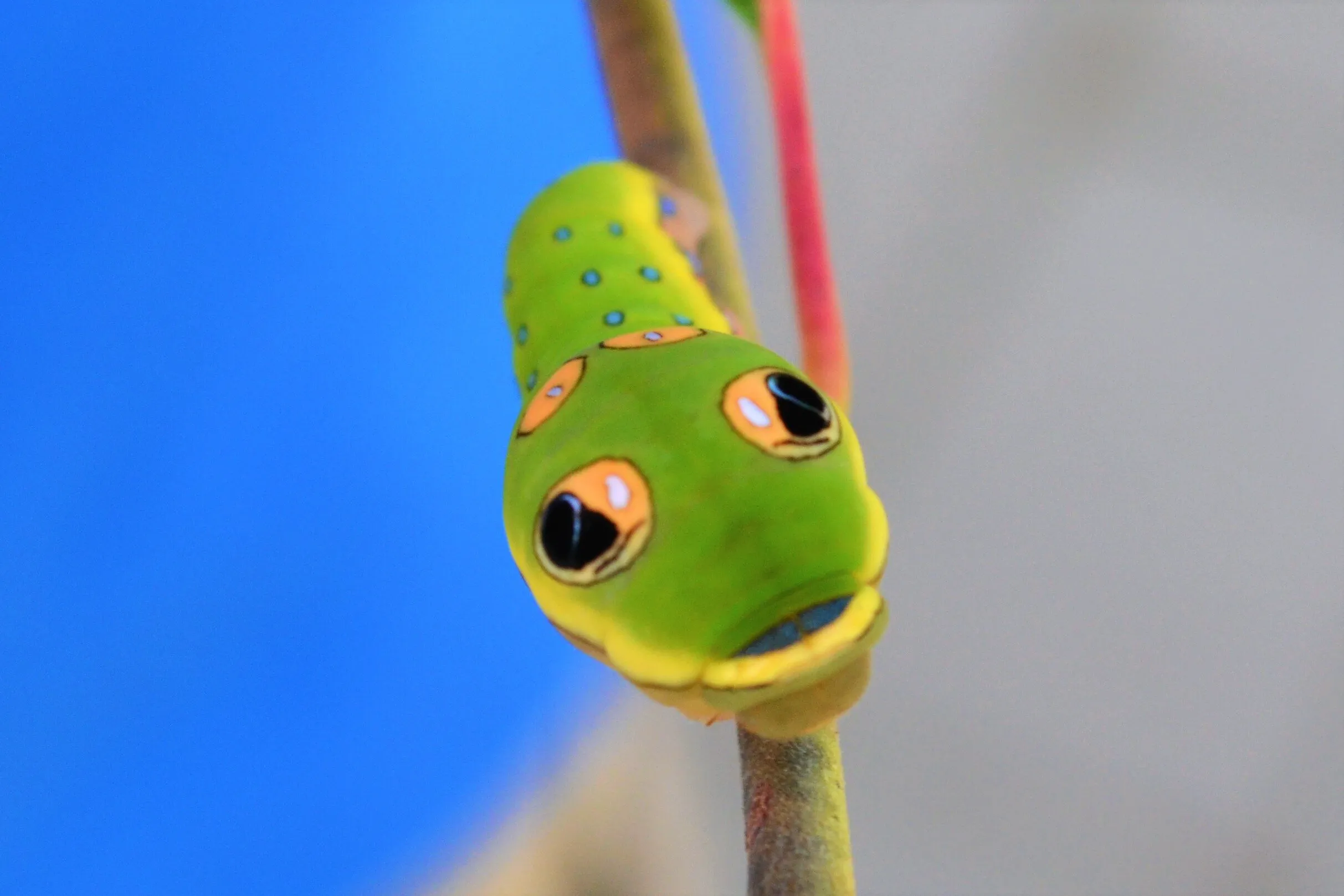 Caterpillar Face