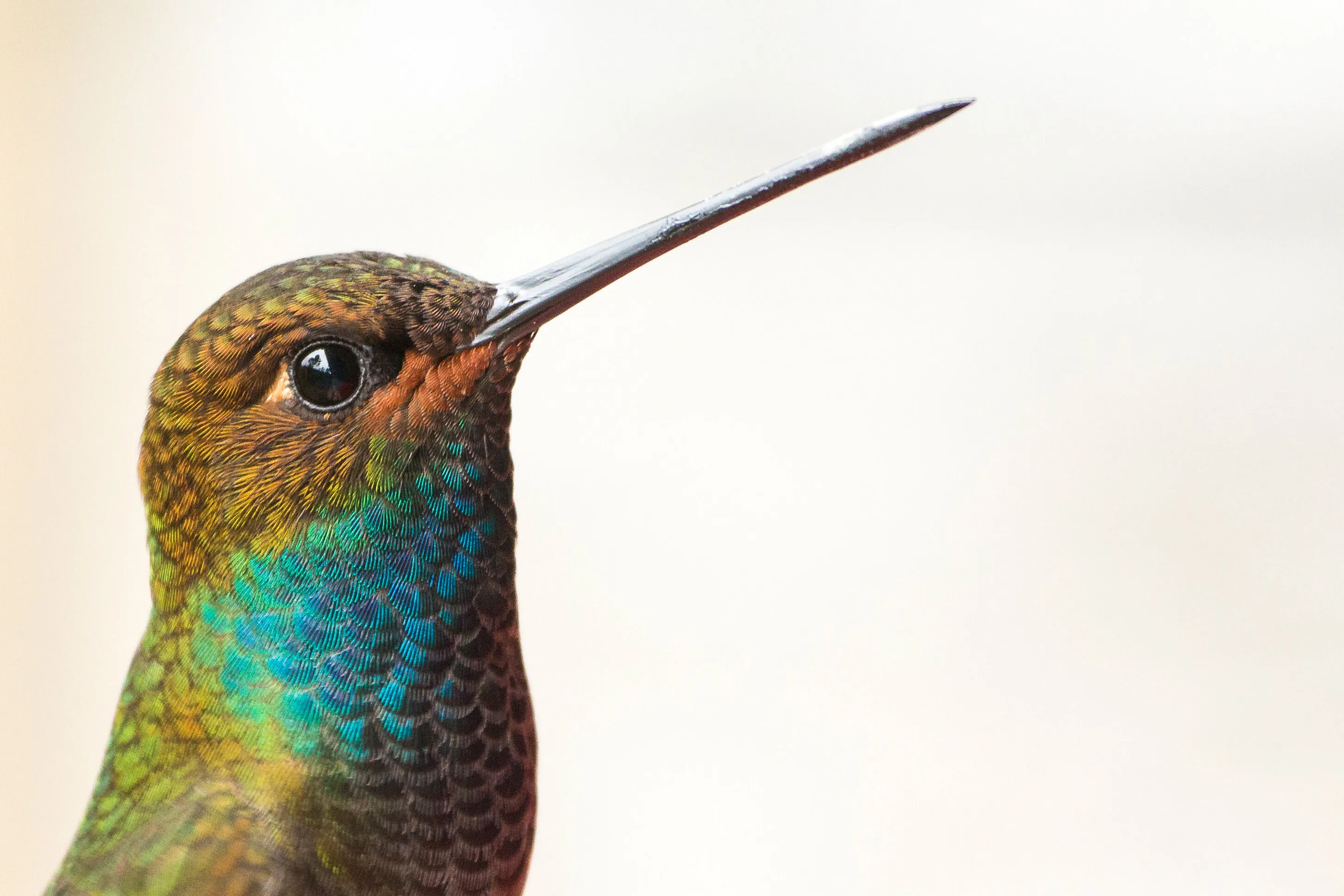 Hummingbird