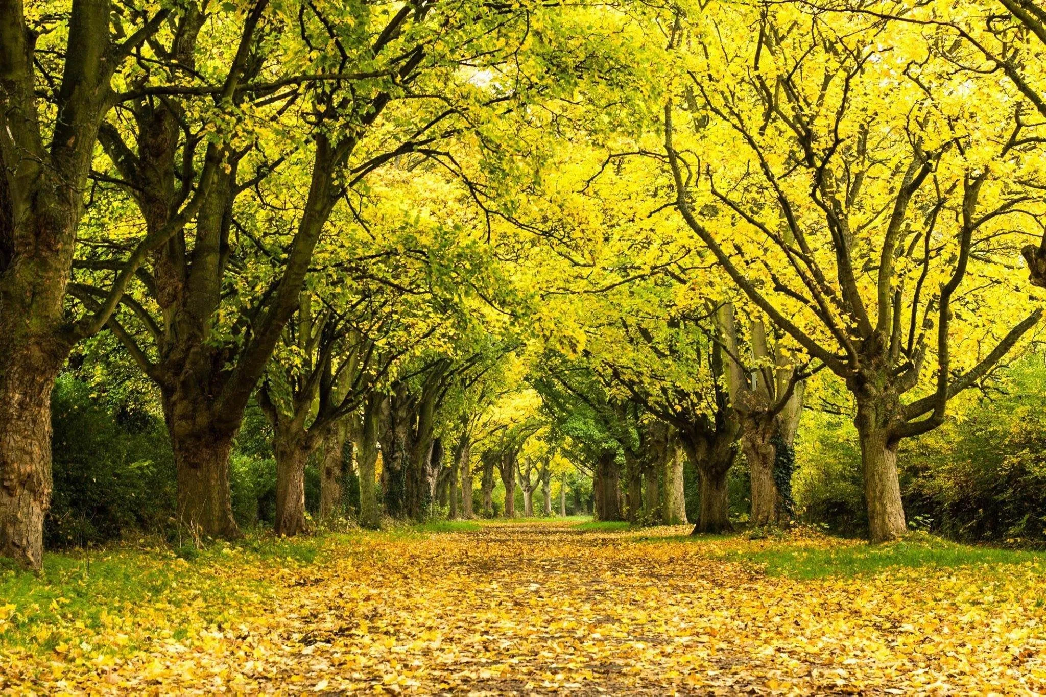 Autumn Trees