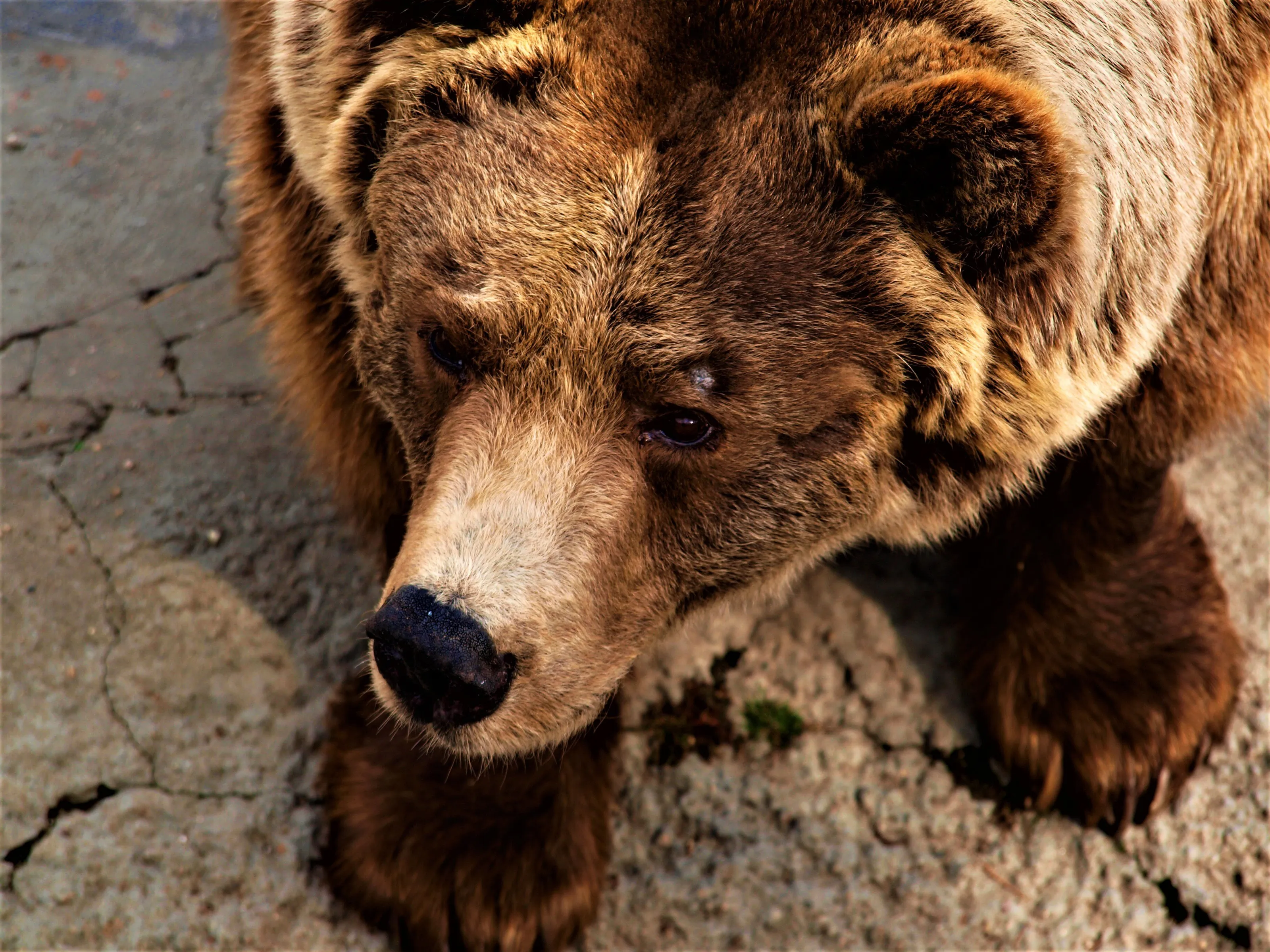 Teddy Bear