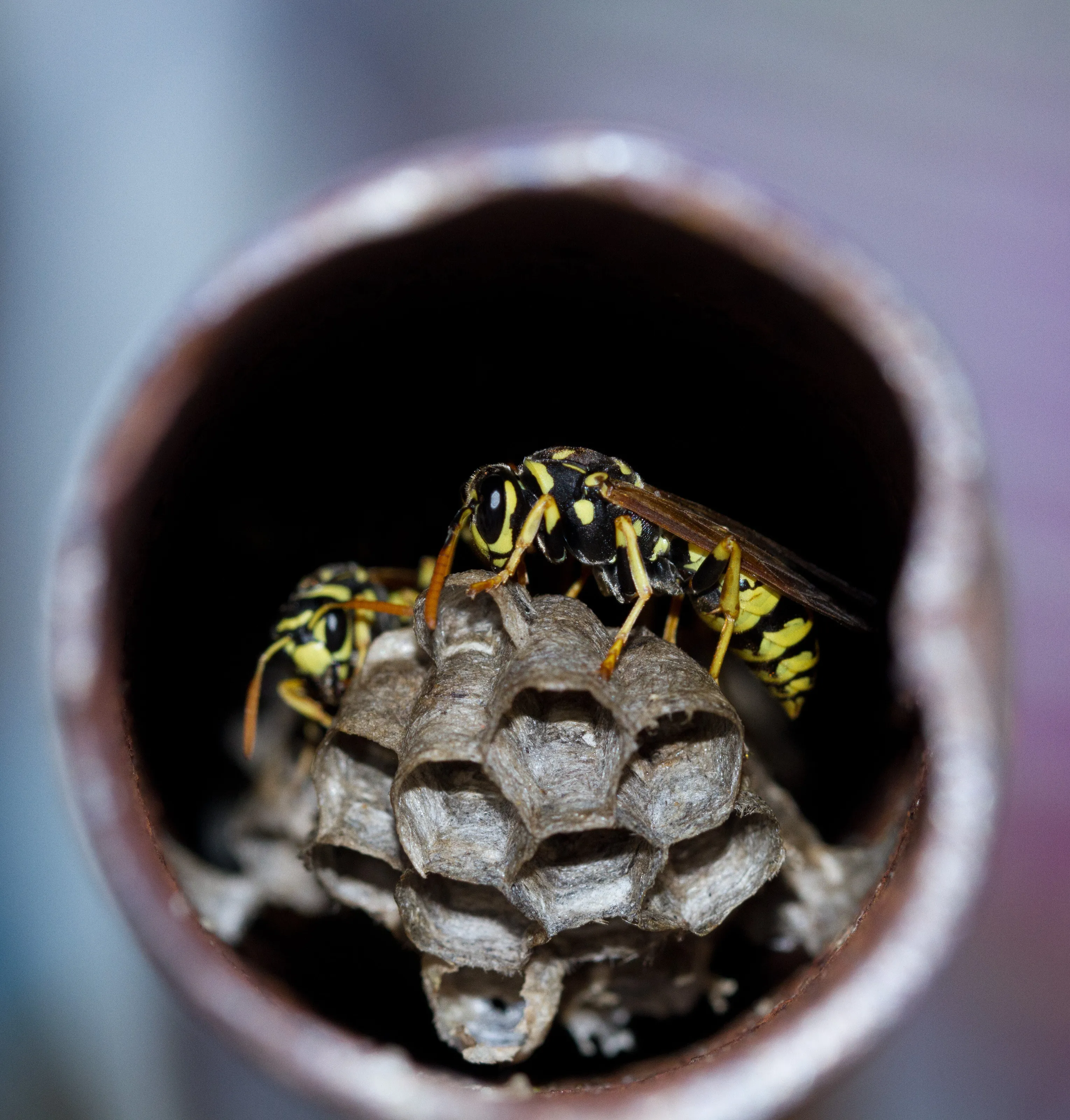 Waspnest in old wheelbarrow handle