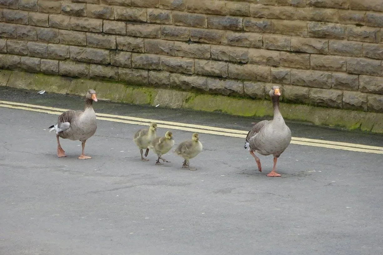 Geese in a row