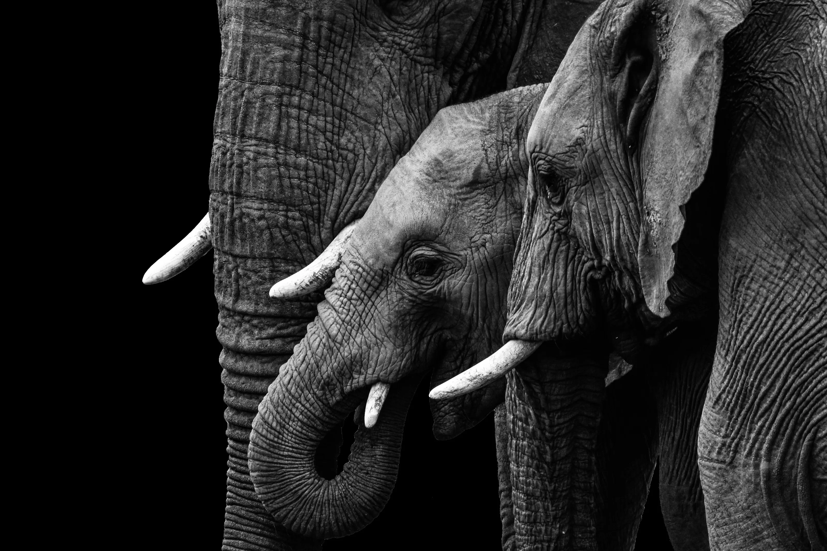 Elephants