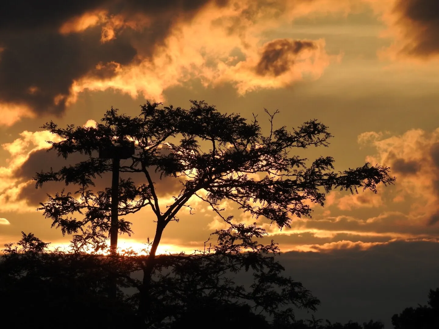 Summer Sunset