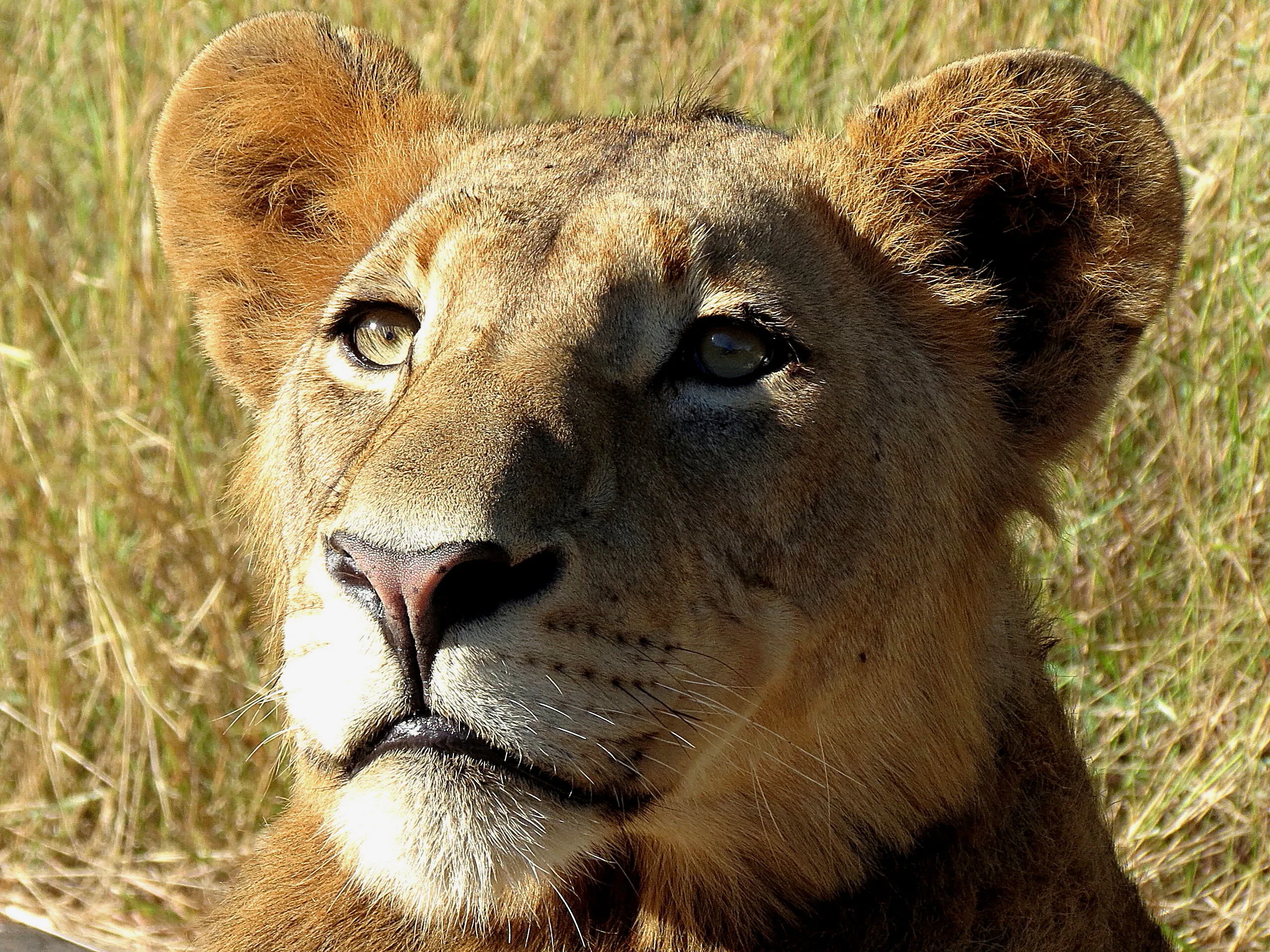 Lion.