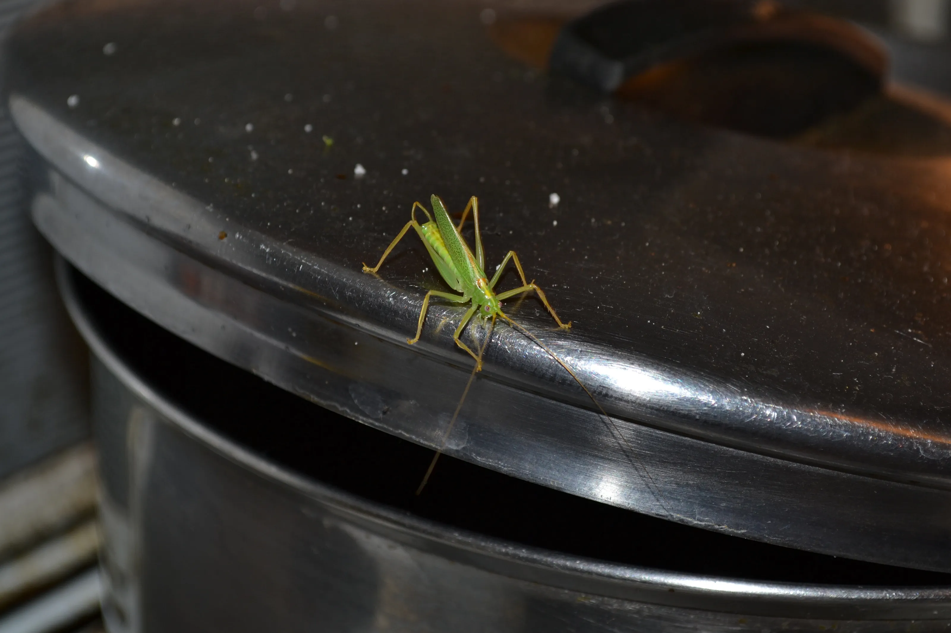 Cricket on saucepan lid