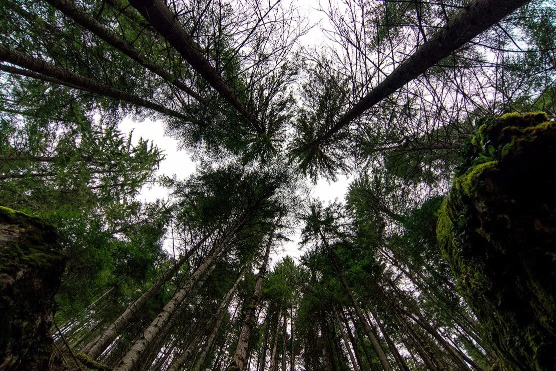 The Forest