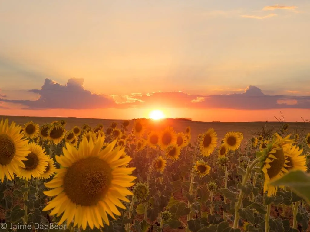 Sunset between sunflowers