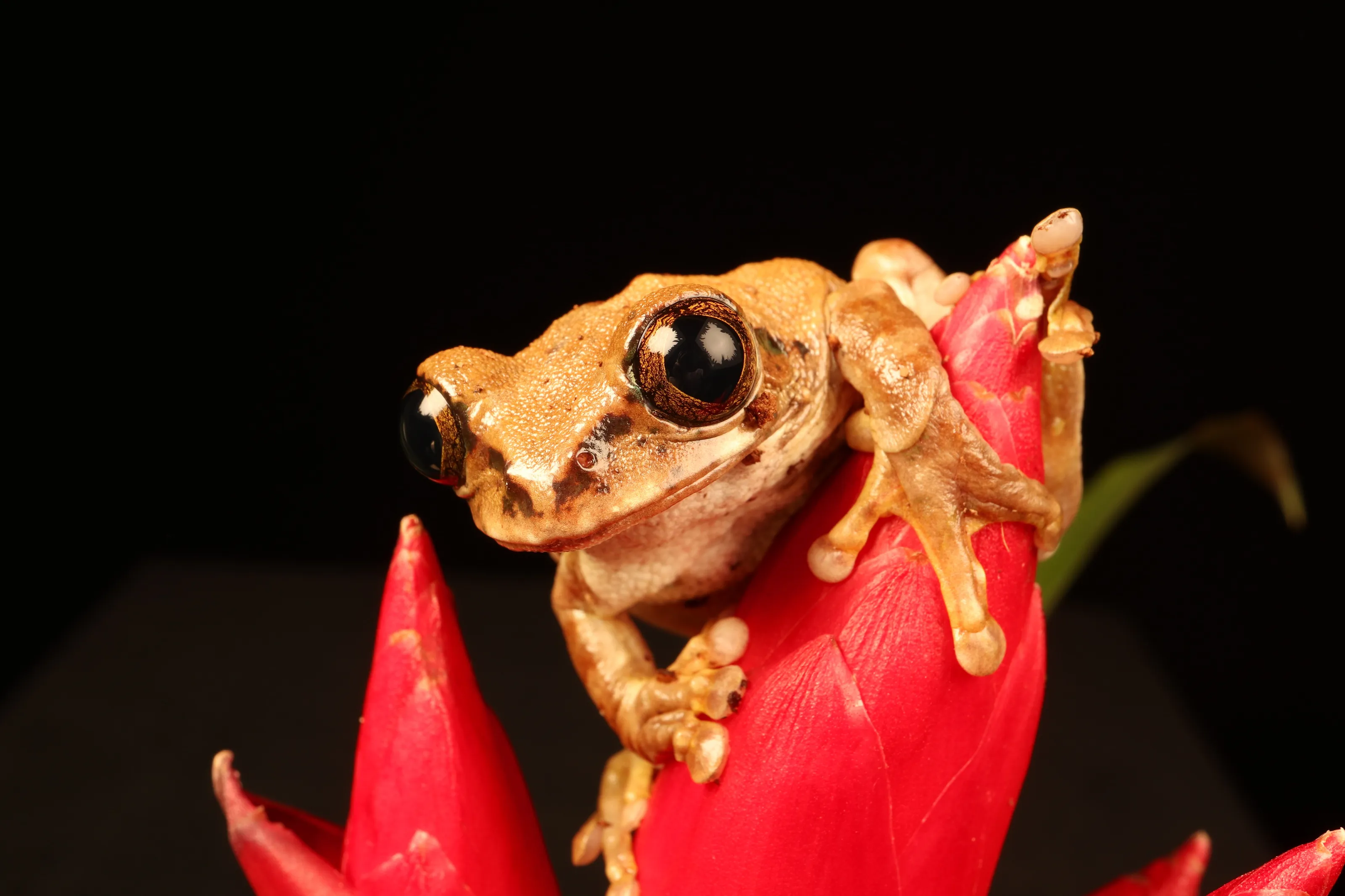Tree frog.