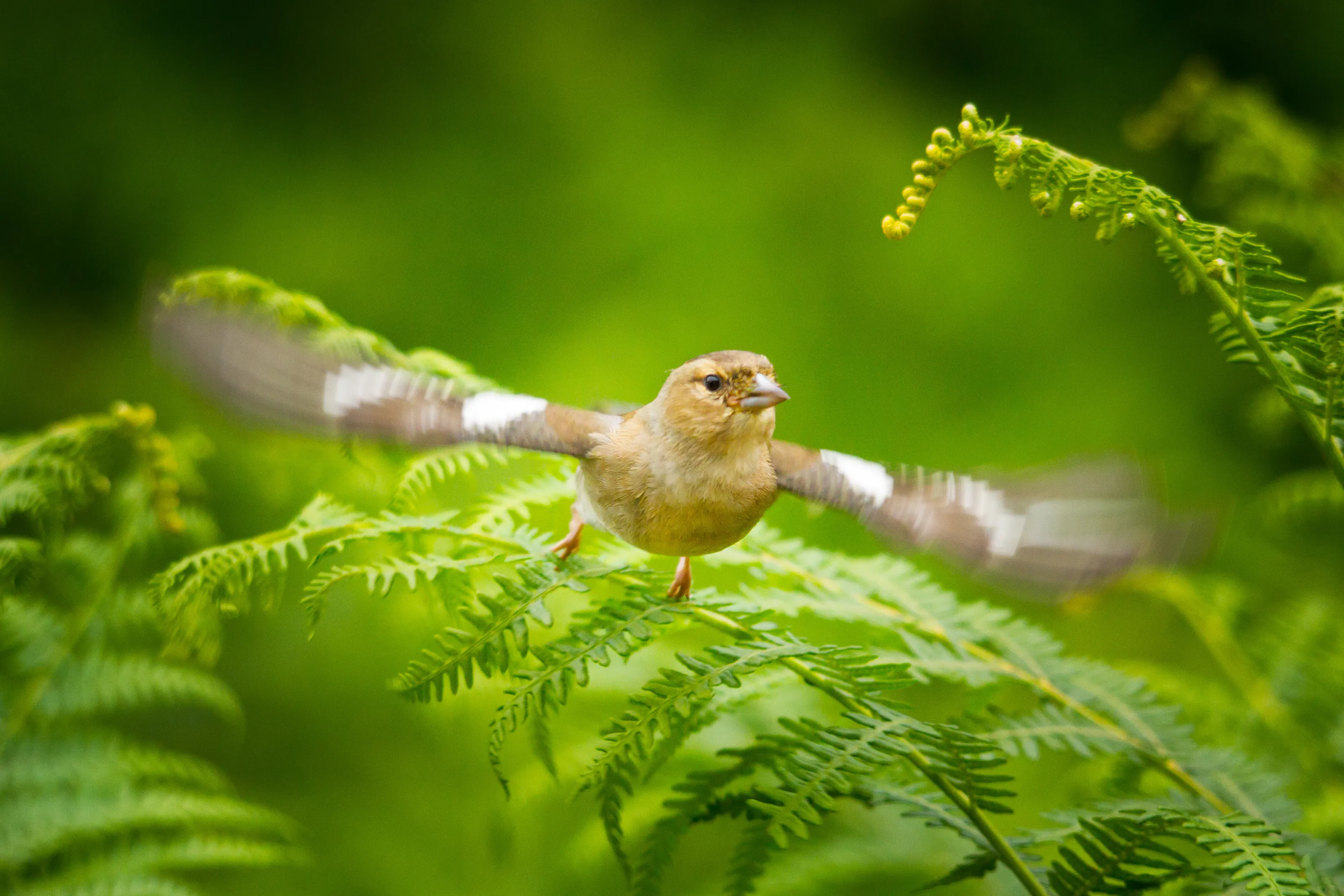 Female Chaffinch in flight