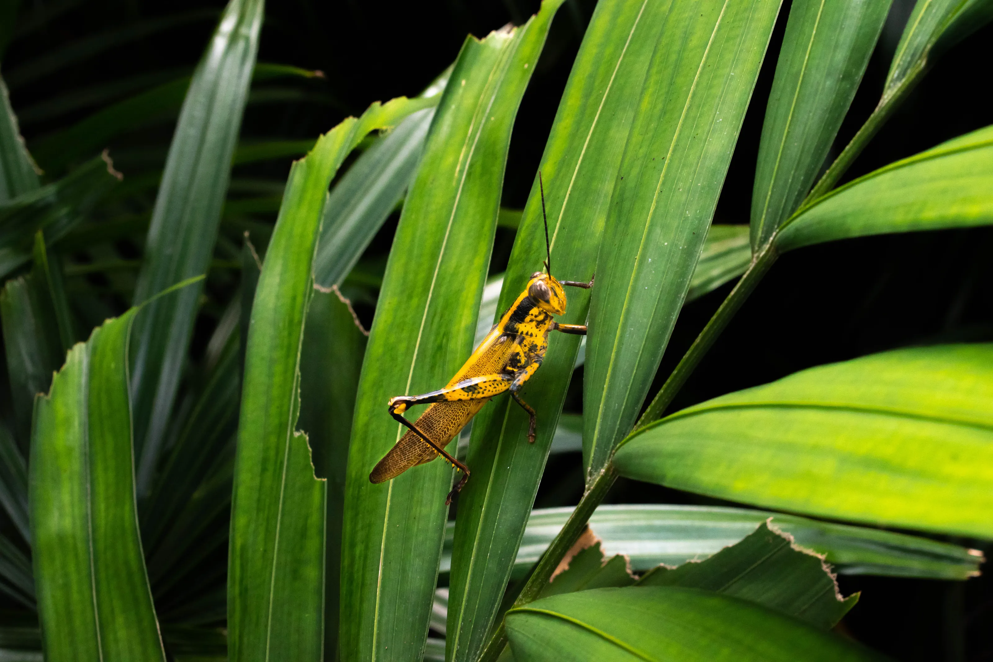 Grasshopper