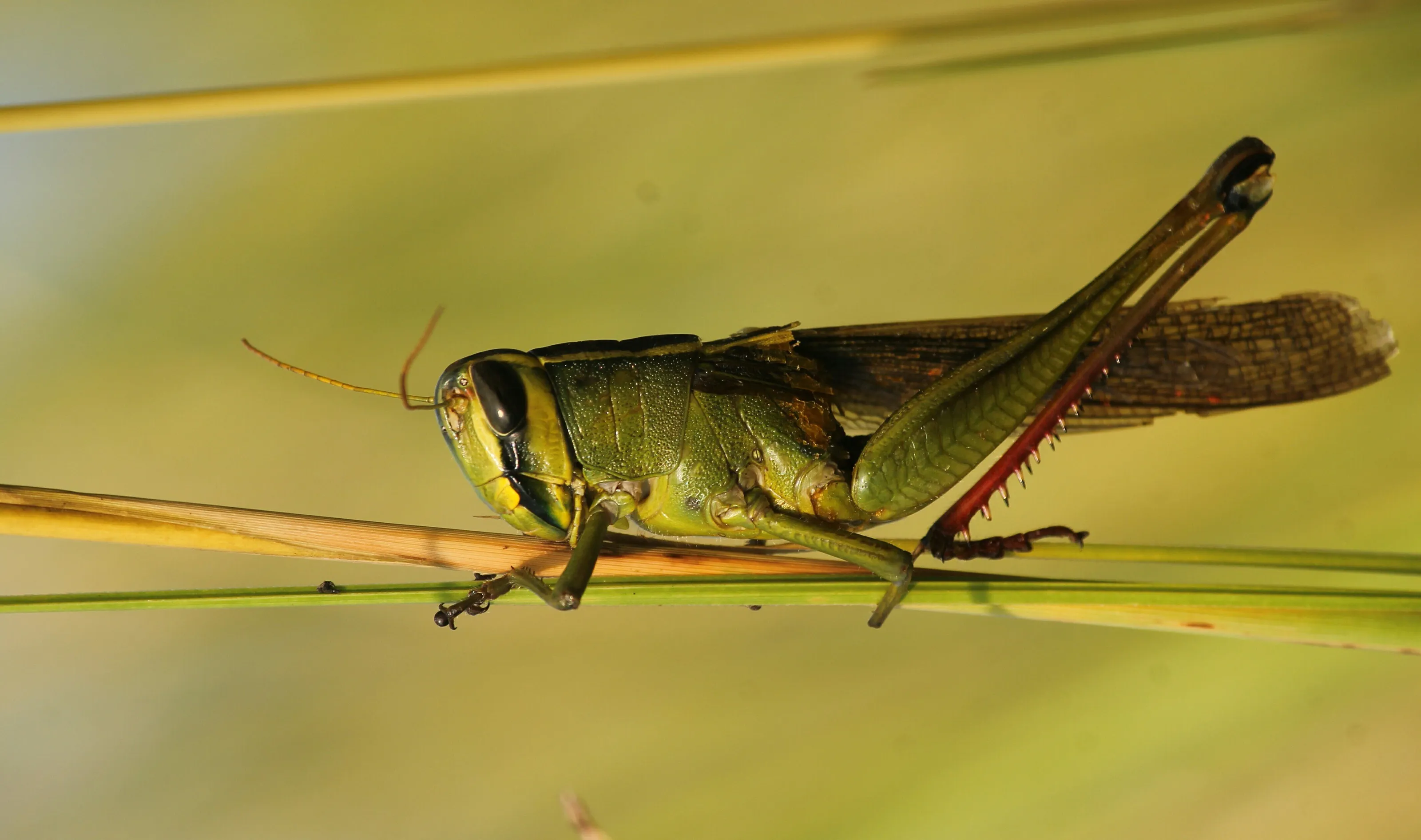 Up close and green