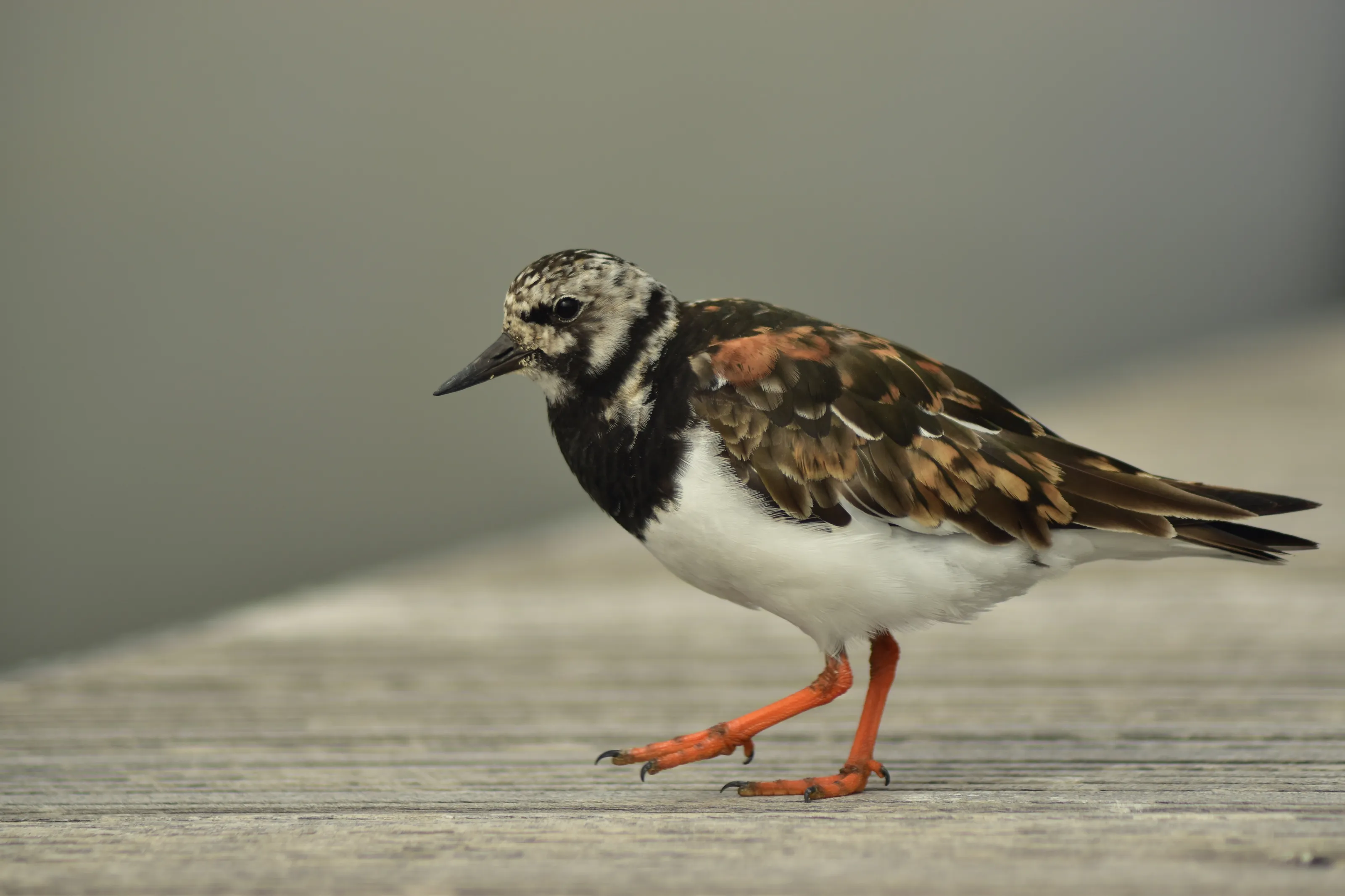 Turnstone