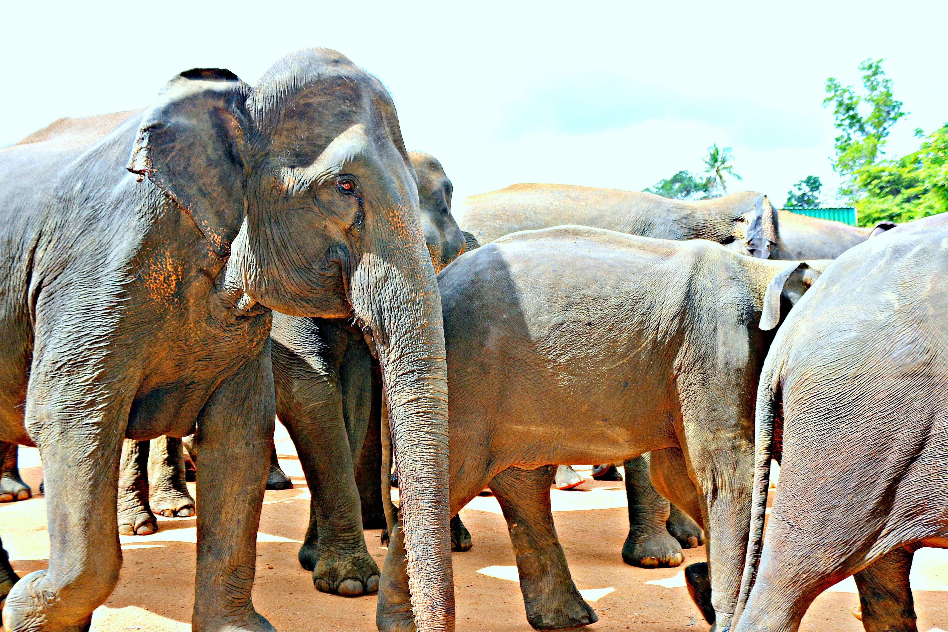 Sri Lanka Elephants 4