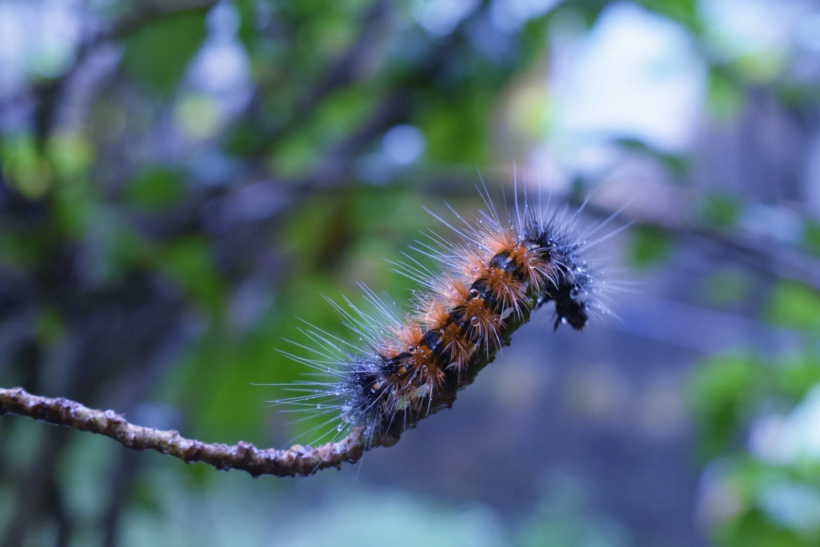 Caterpillar