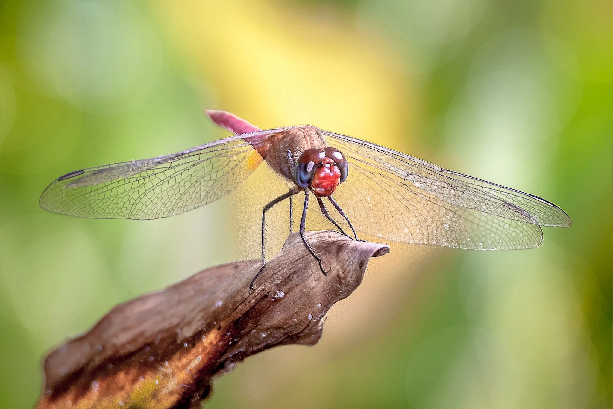 Red Dragonfly 105