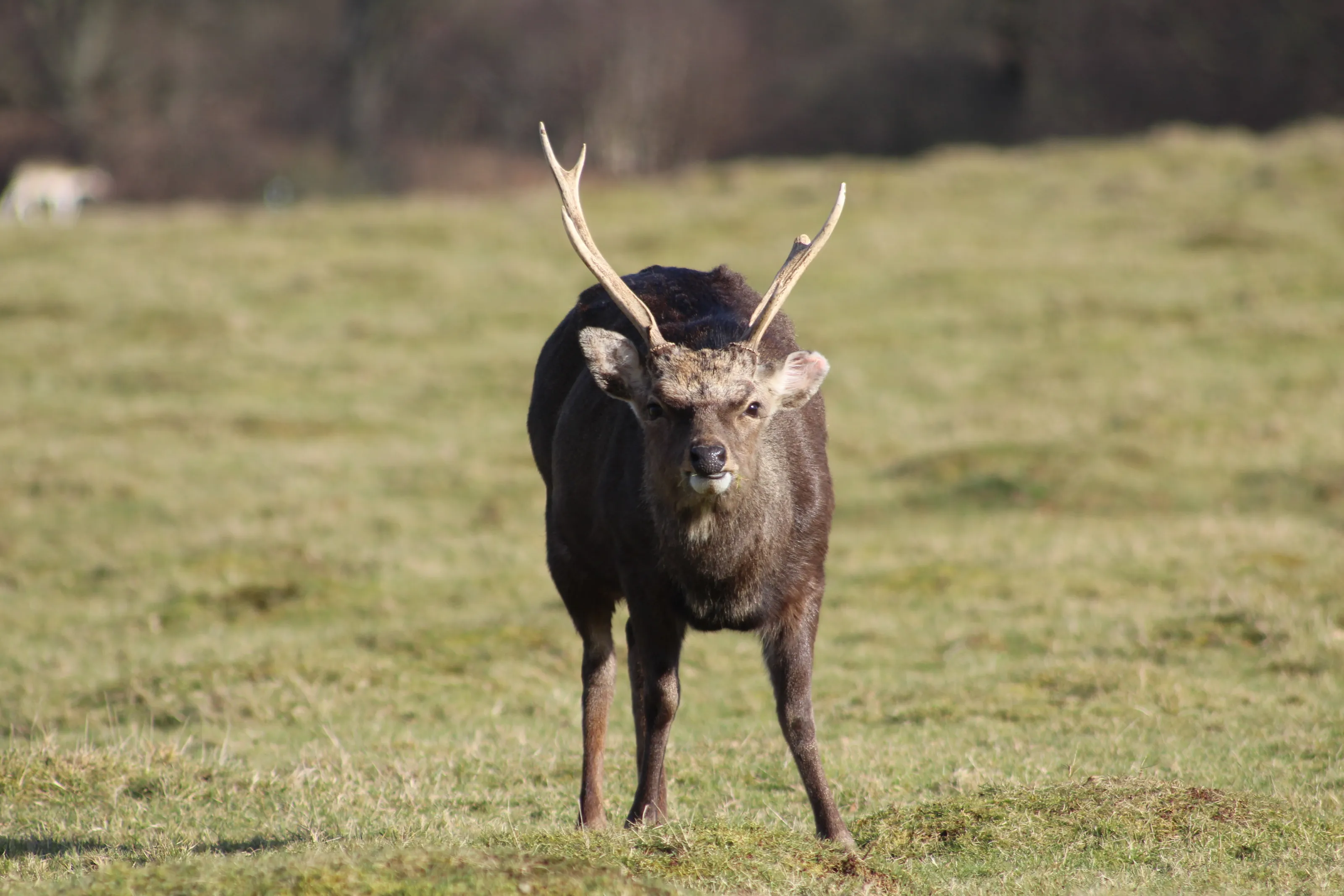 A male deer stances