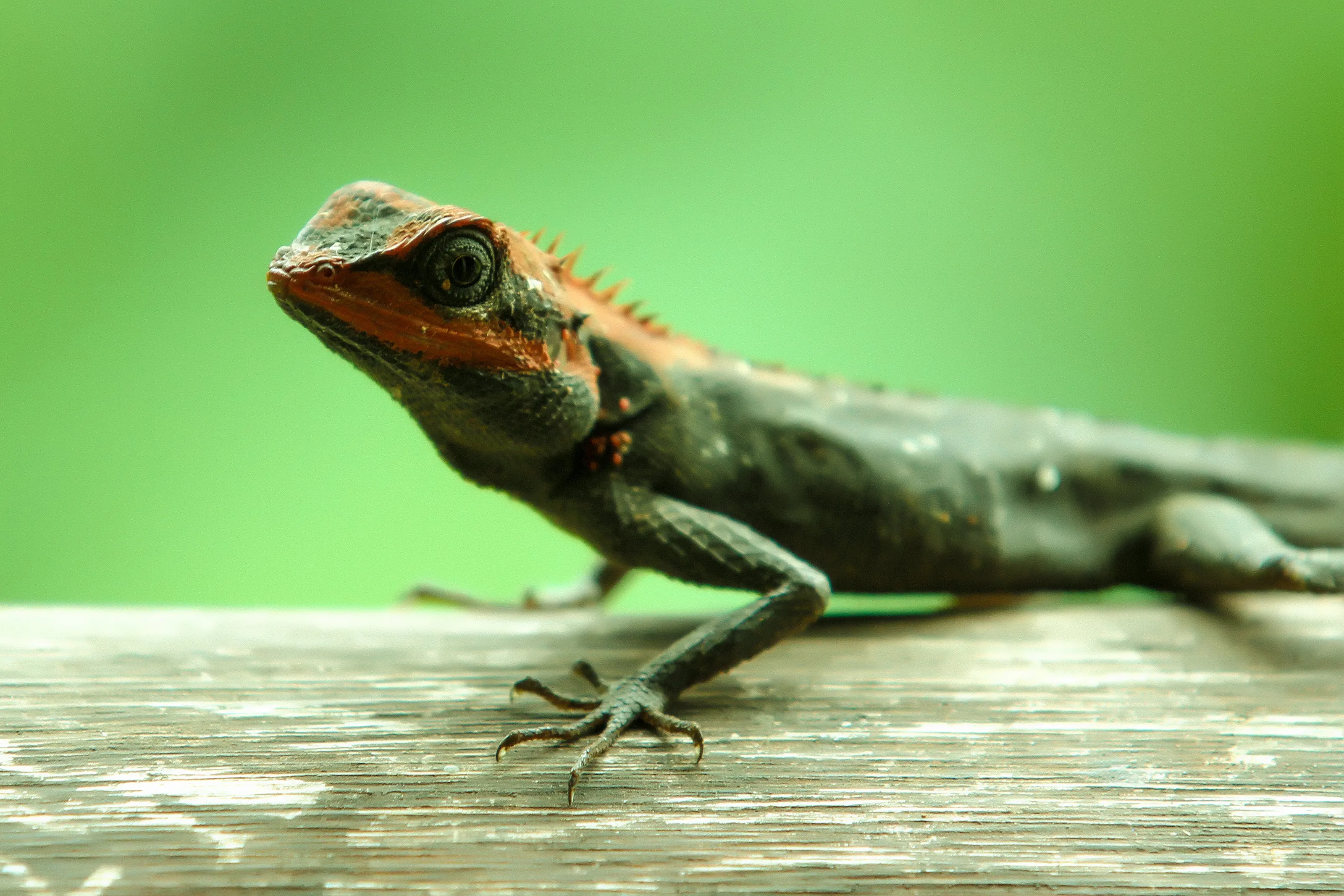 LIZARD IN INDIA