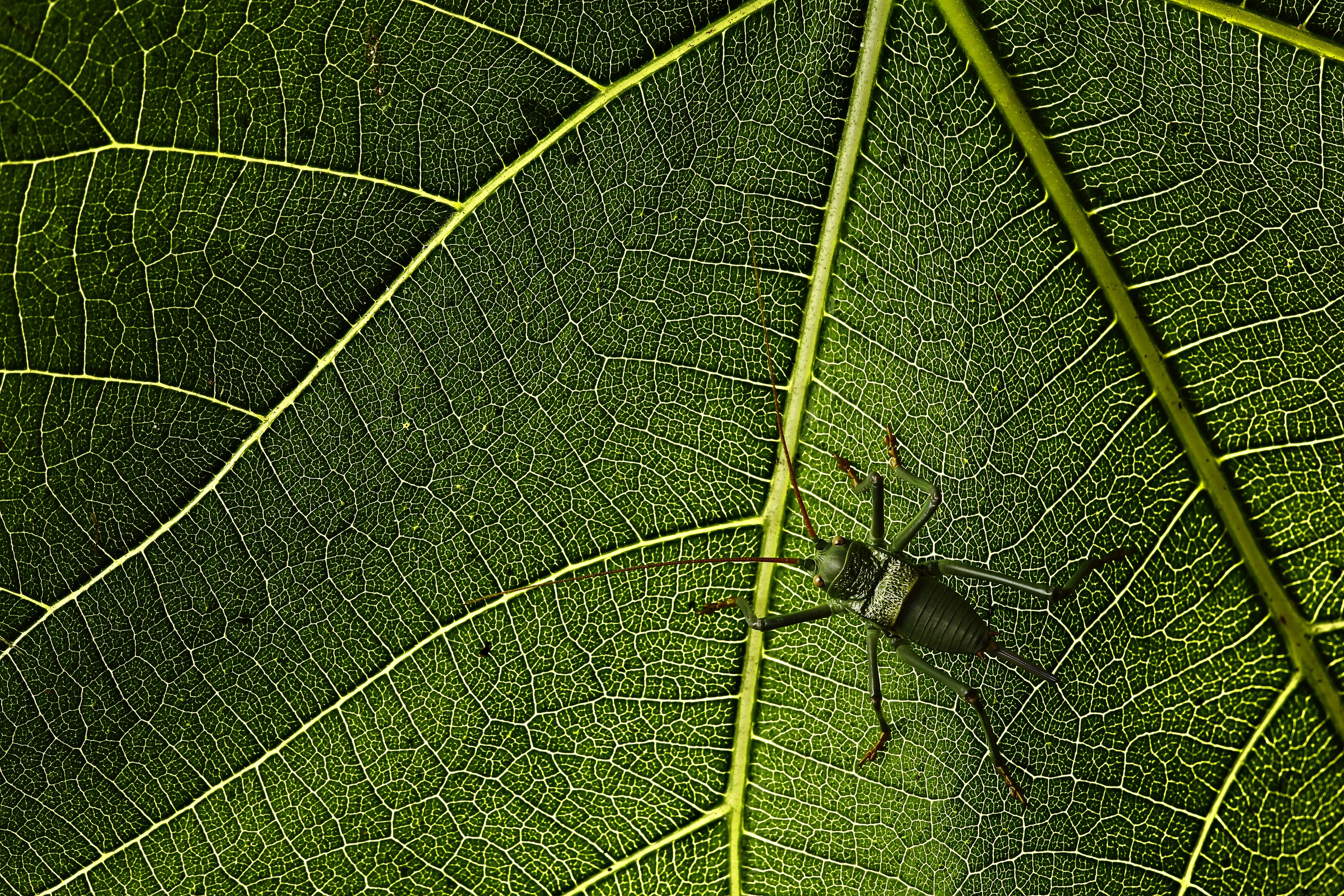 Between veins