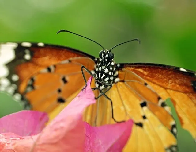 The resting monarch