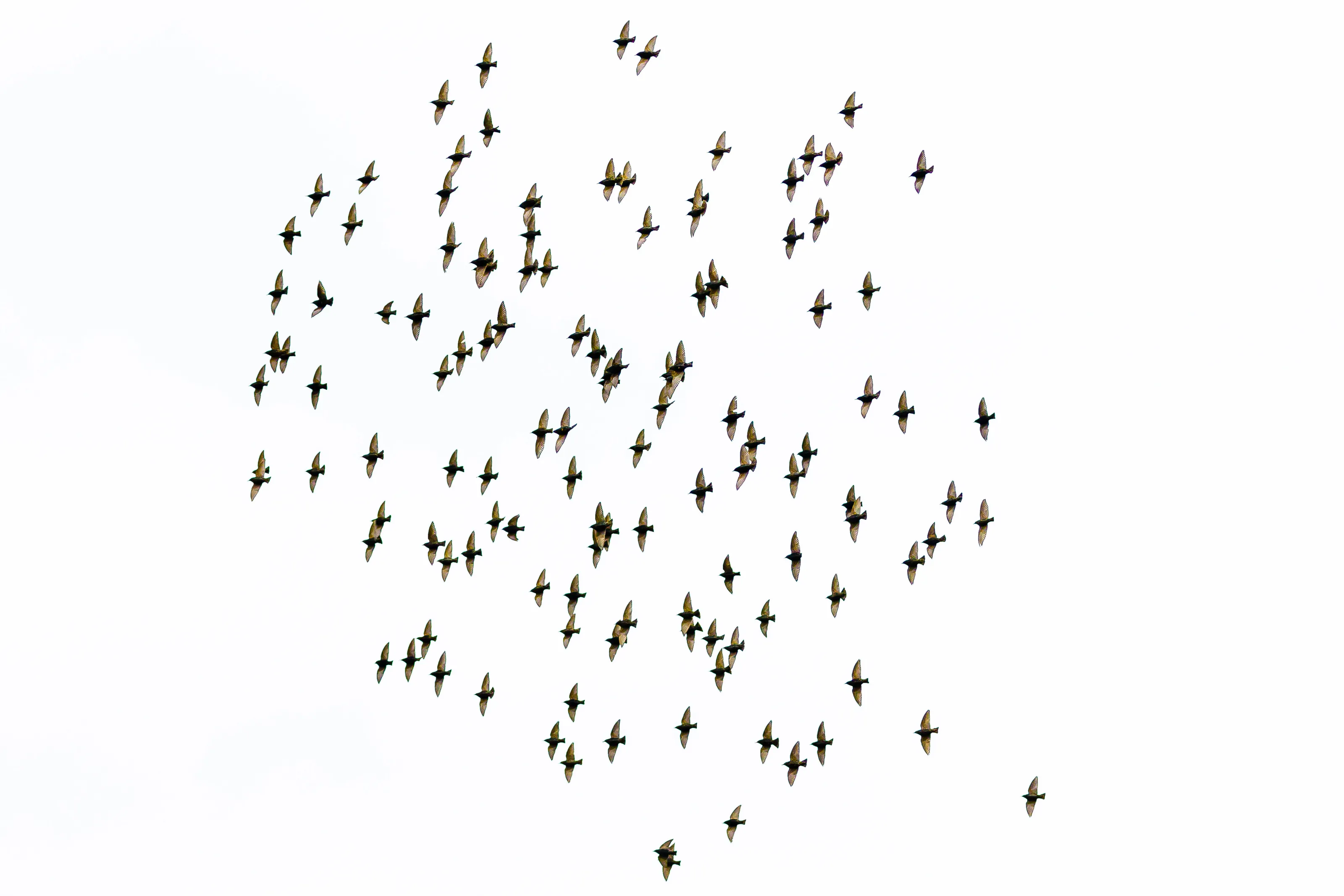 The Birds