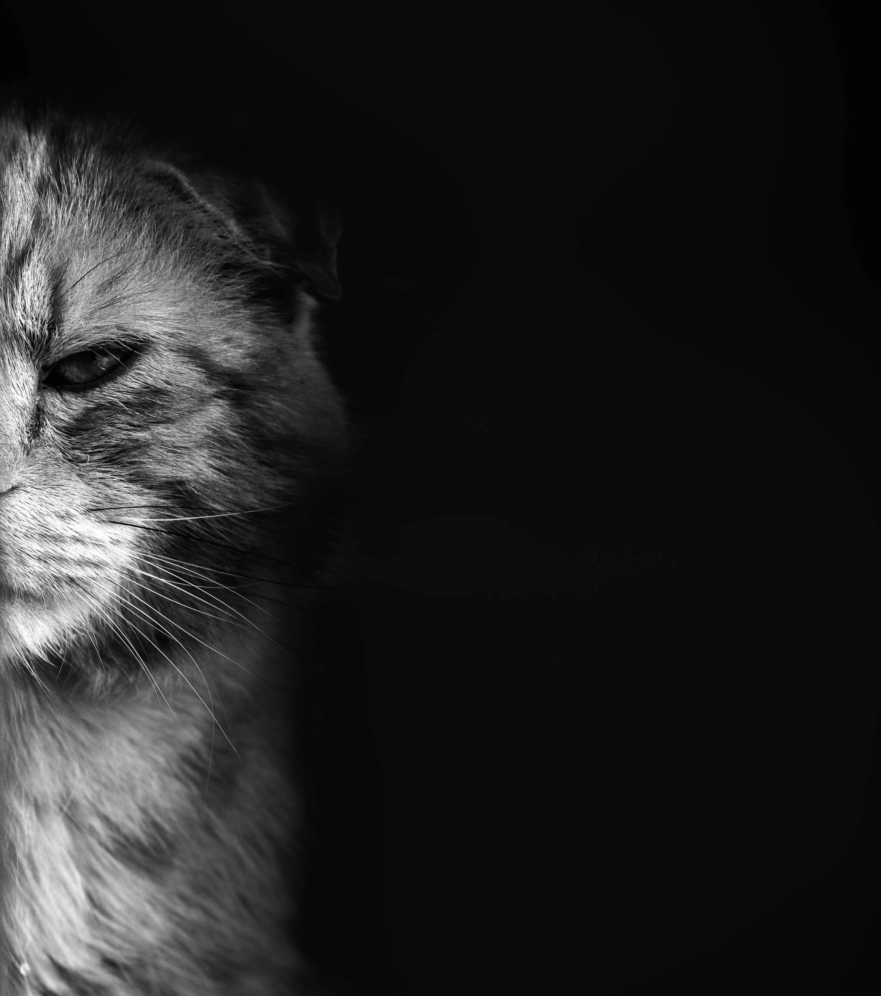 Black Cat