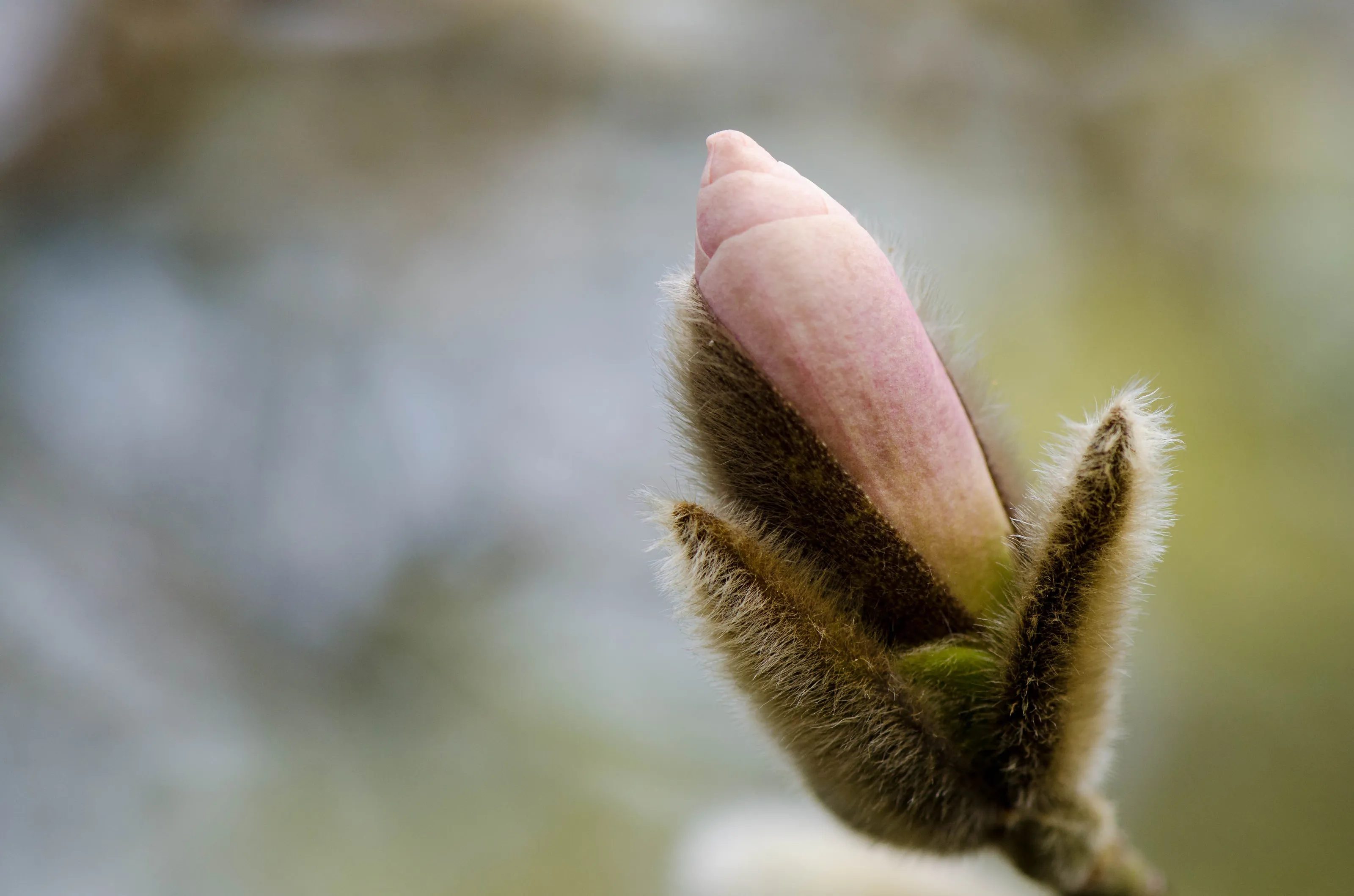 Budding