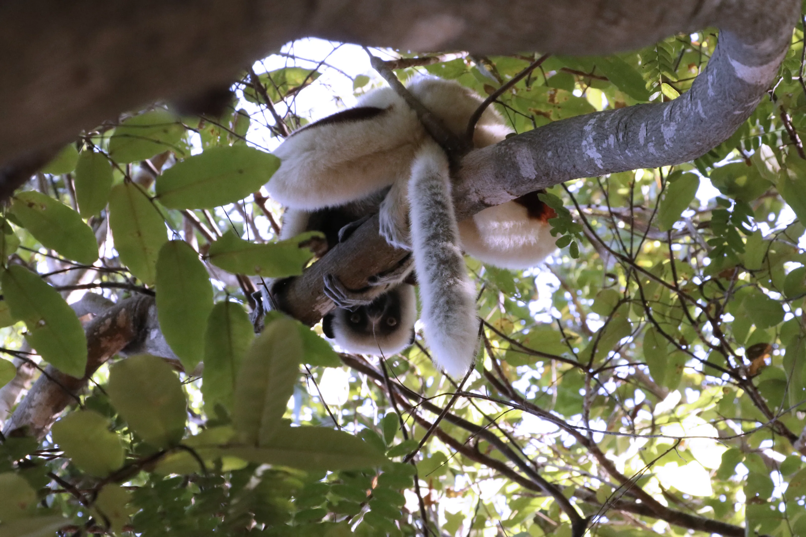 A Lemur's Curiosity