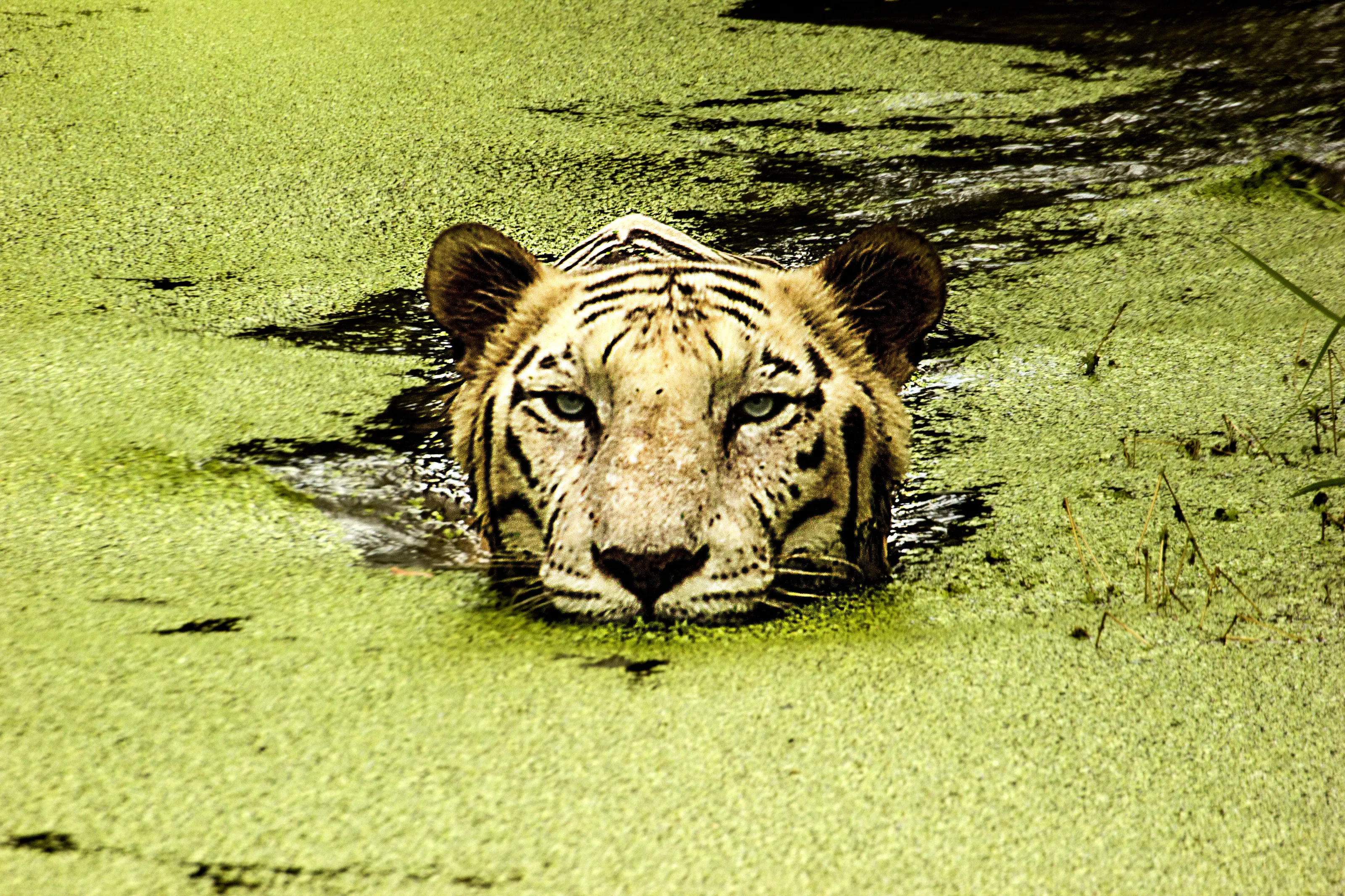 Bengal Tiger