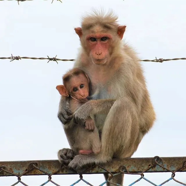 Protective and brave mother