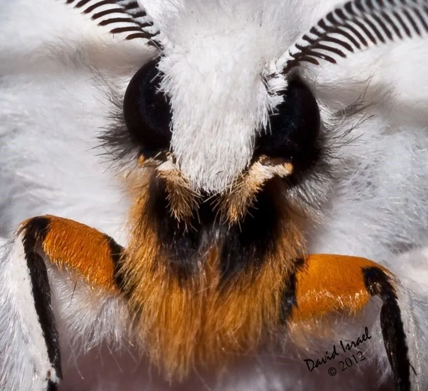 Face Up with Spilosoma Virginica