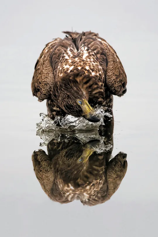 Drinking Eagle