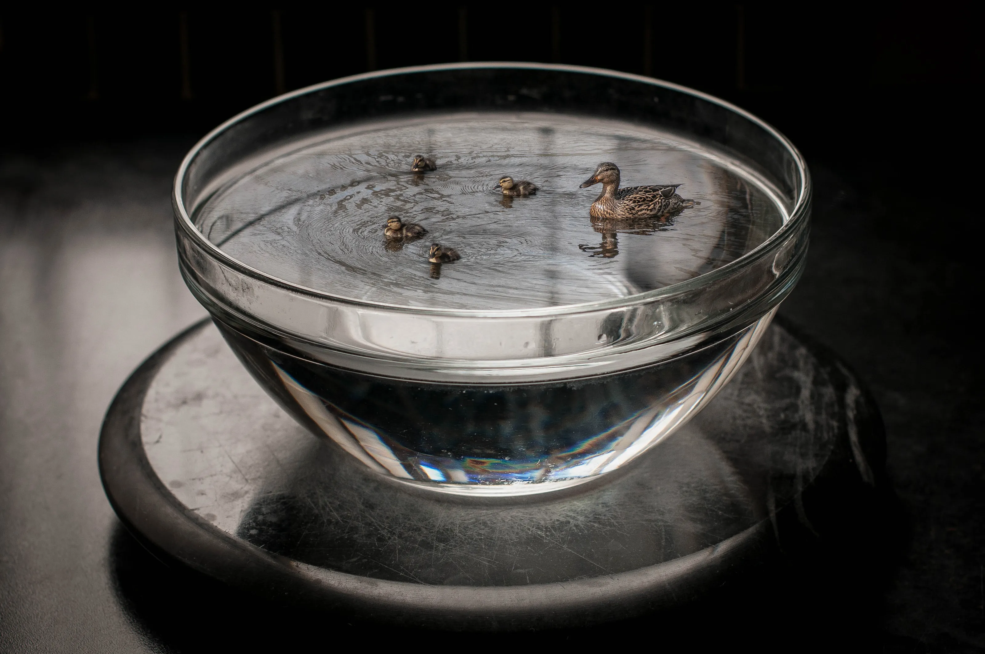 The bowl has a quack in it!