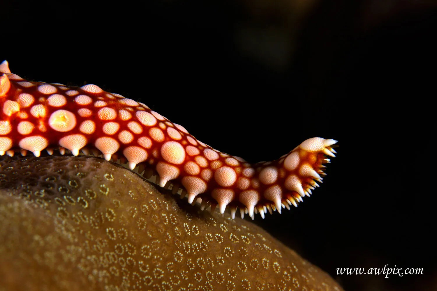 Starfish arm