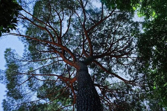 Canopy Tree