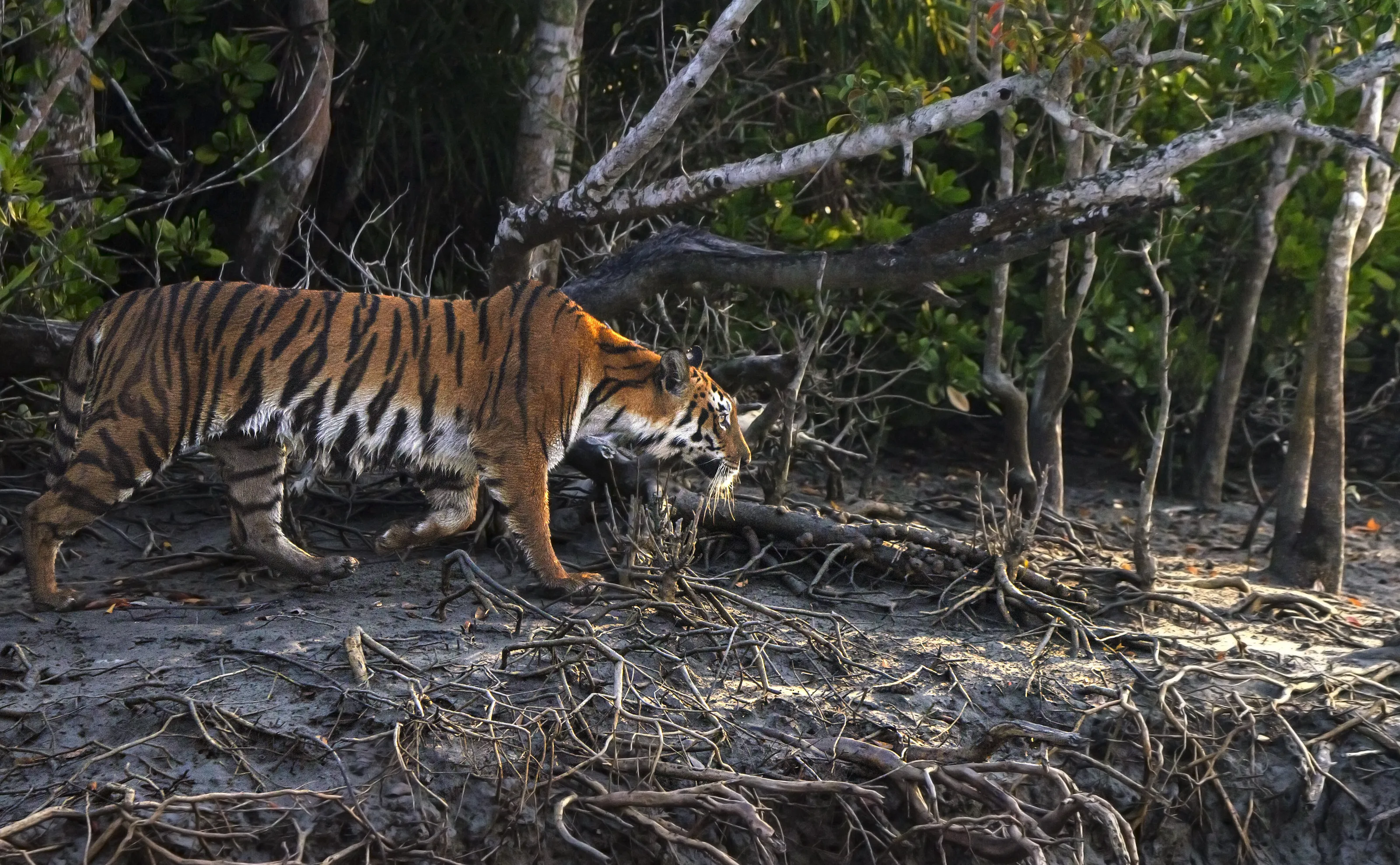 Swamp Tiger