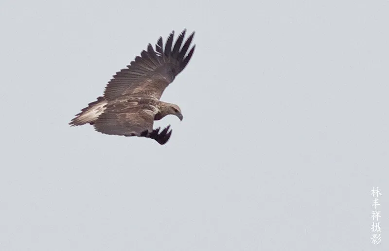 Glide along the wind.