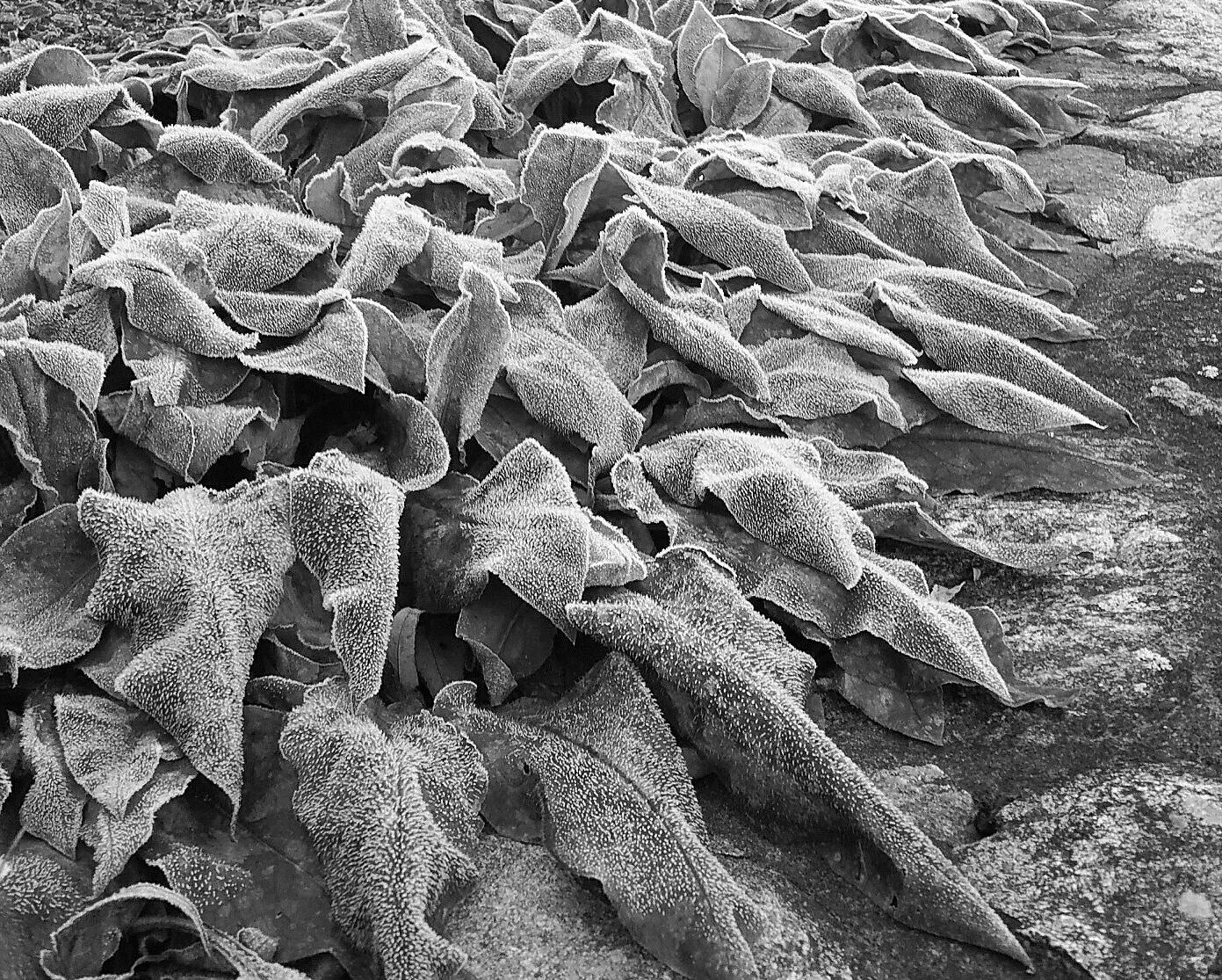 Frosted Petals