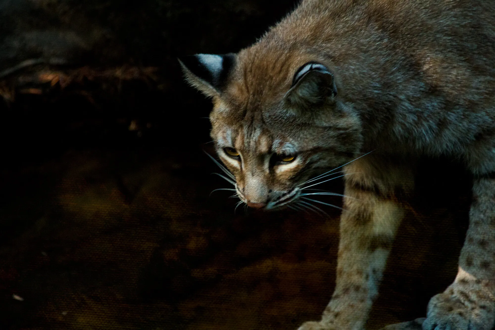 Bobcat