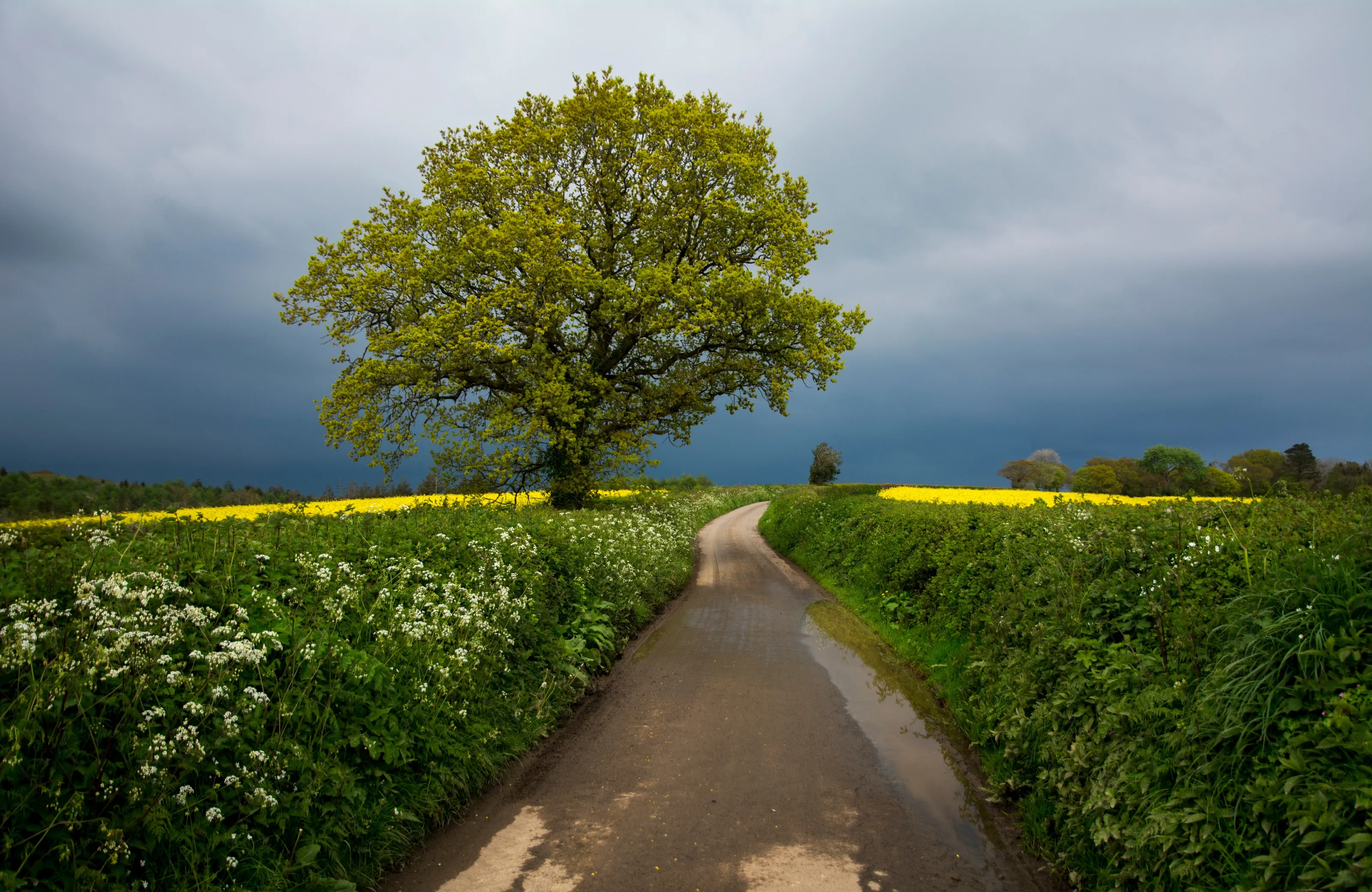 Lone Tree waiting for gathering storm