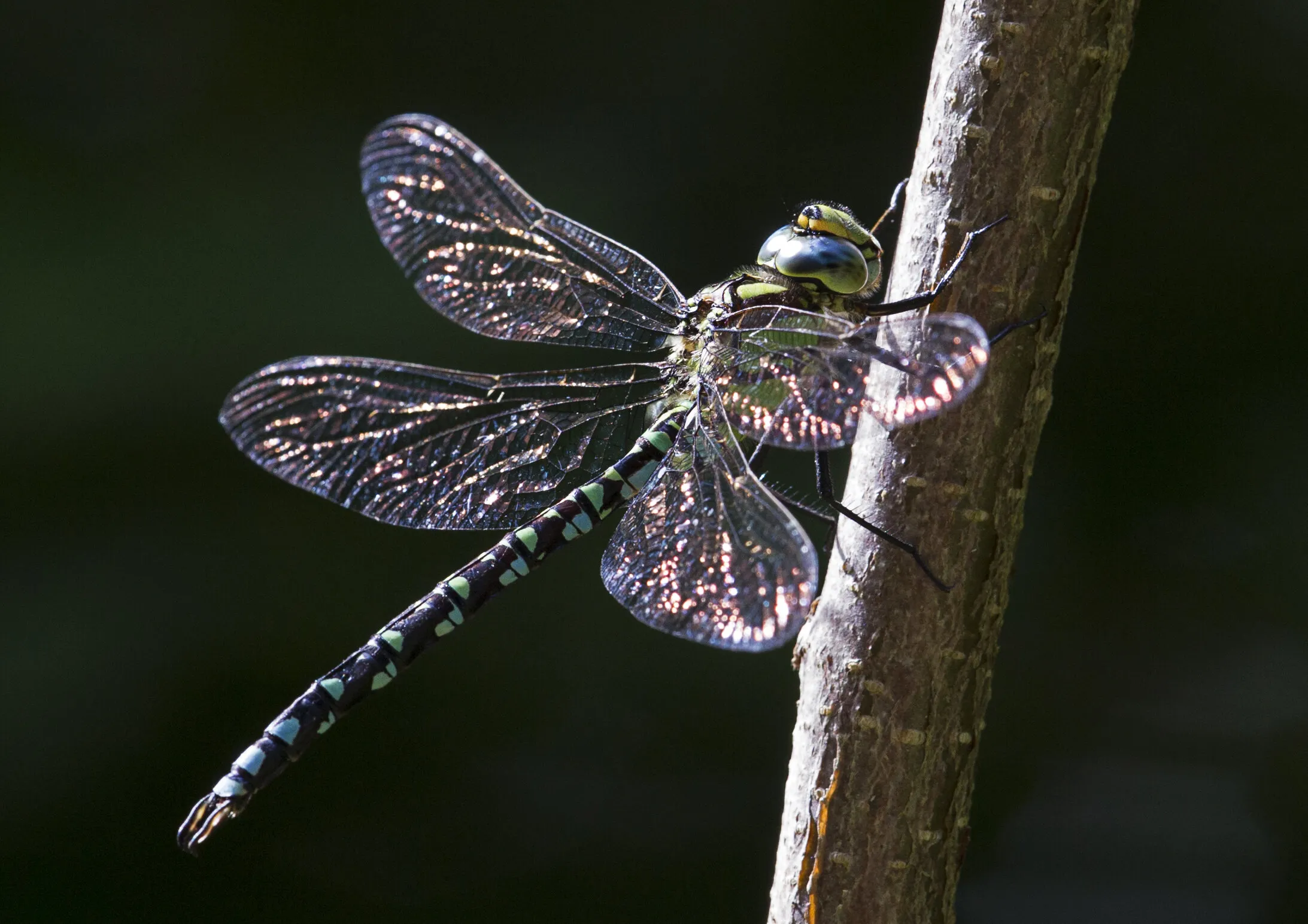 Dragonfly at rest in the sun