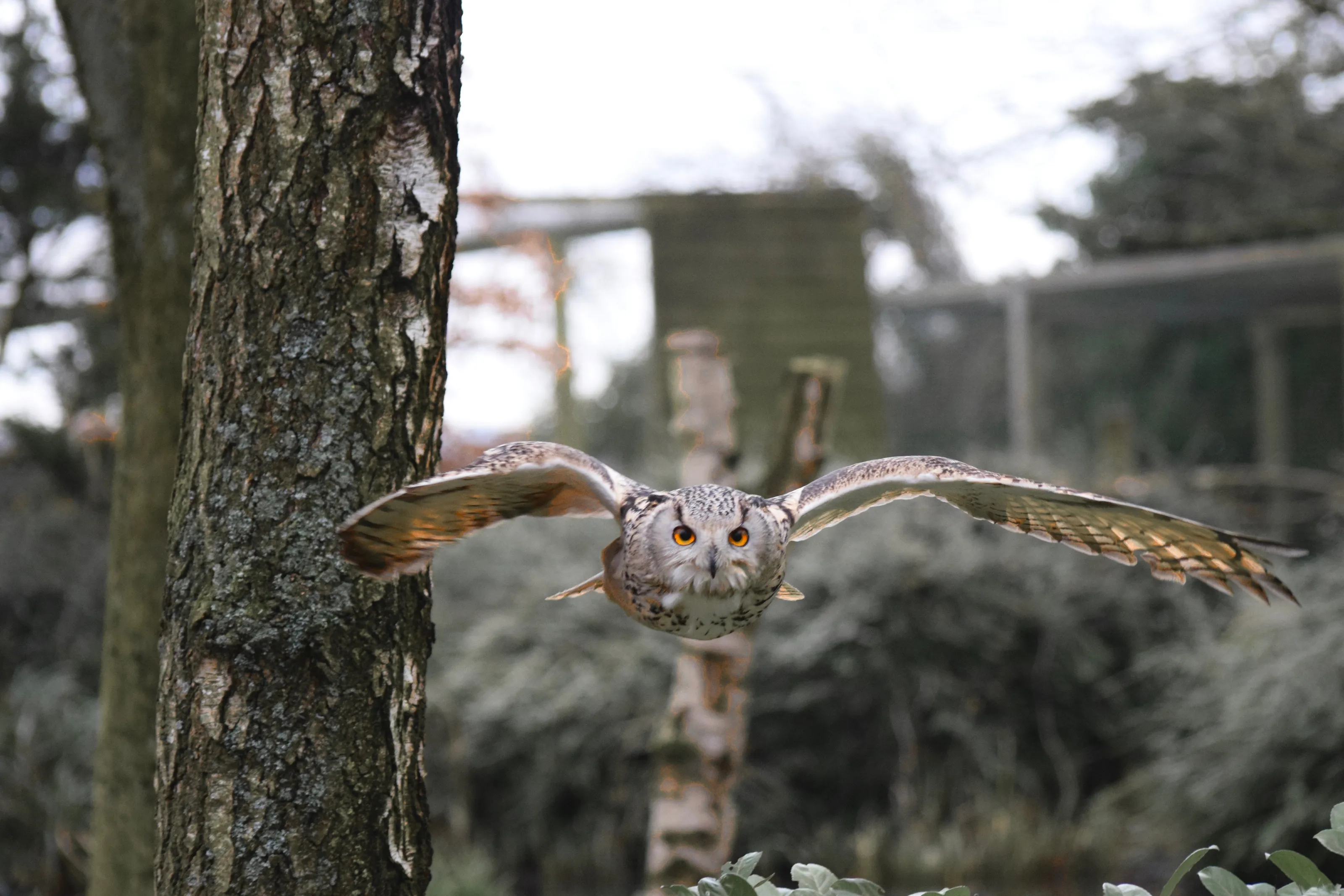 Fire in Flight