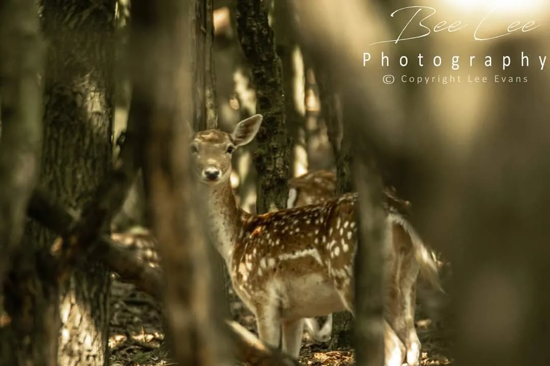 Curious Deer